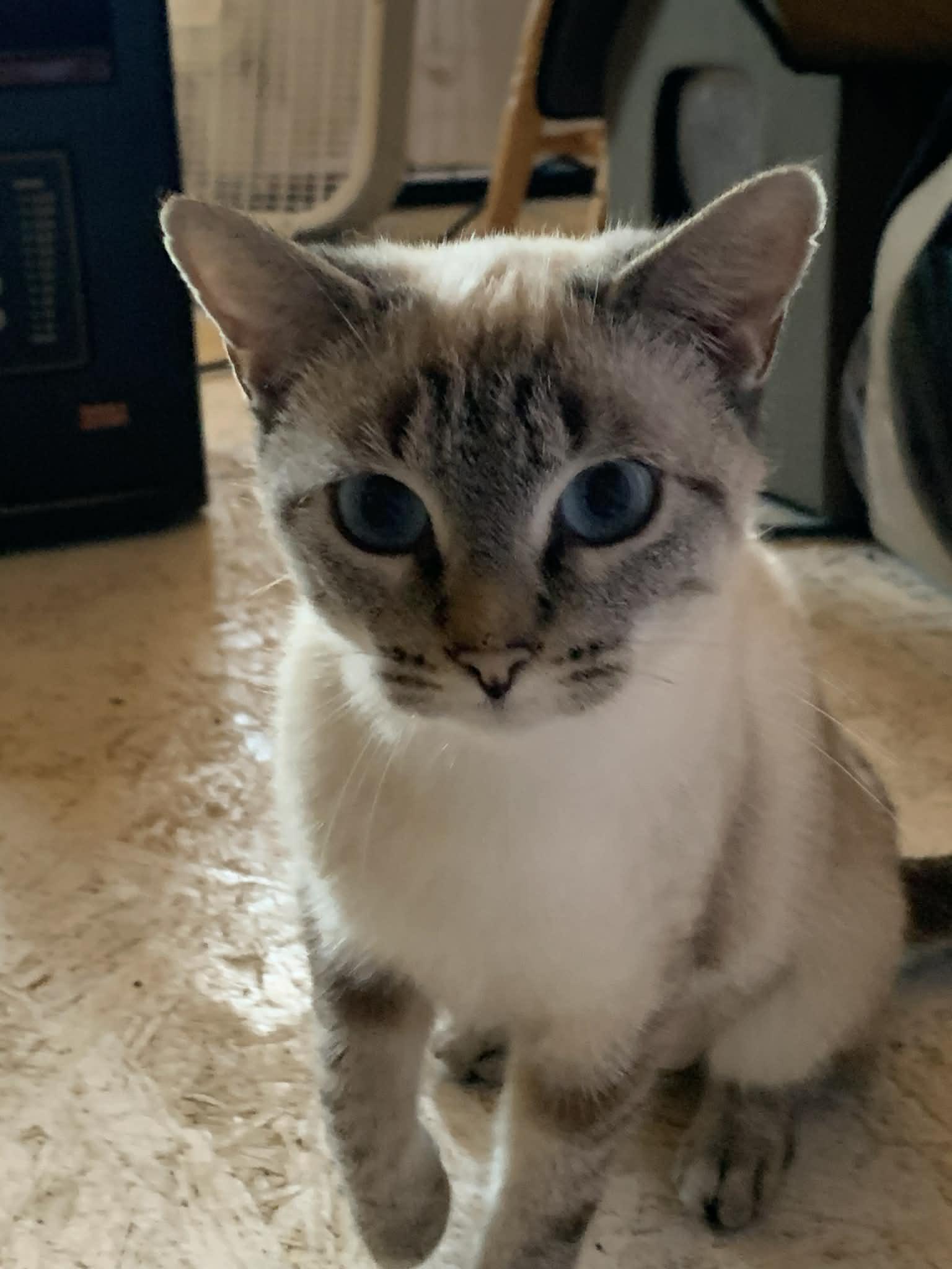 Enlarge Winnie, a Adopted mixed breed in Moncks Corner, SC image 2/2