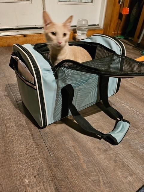 Enlarge Ginger , an adopted Domestic Short Hair in Maple Grove, MN image 2/5