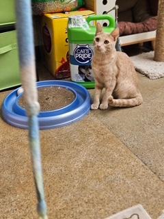 Enlarge Ginger , an adopted Domestic Short Hair in Maple Grove, MN image 4/5