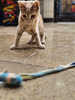 Enlarge Ginger , an adopted Domestic Short Hair in Maple Grove, MN image 5/5