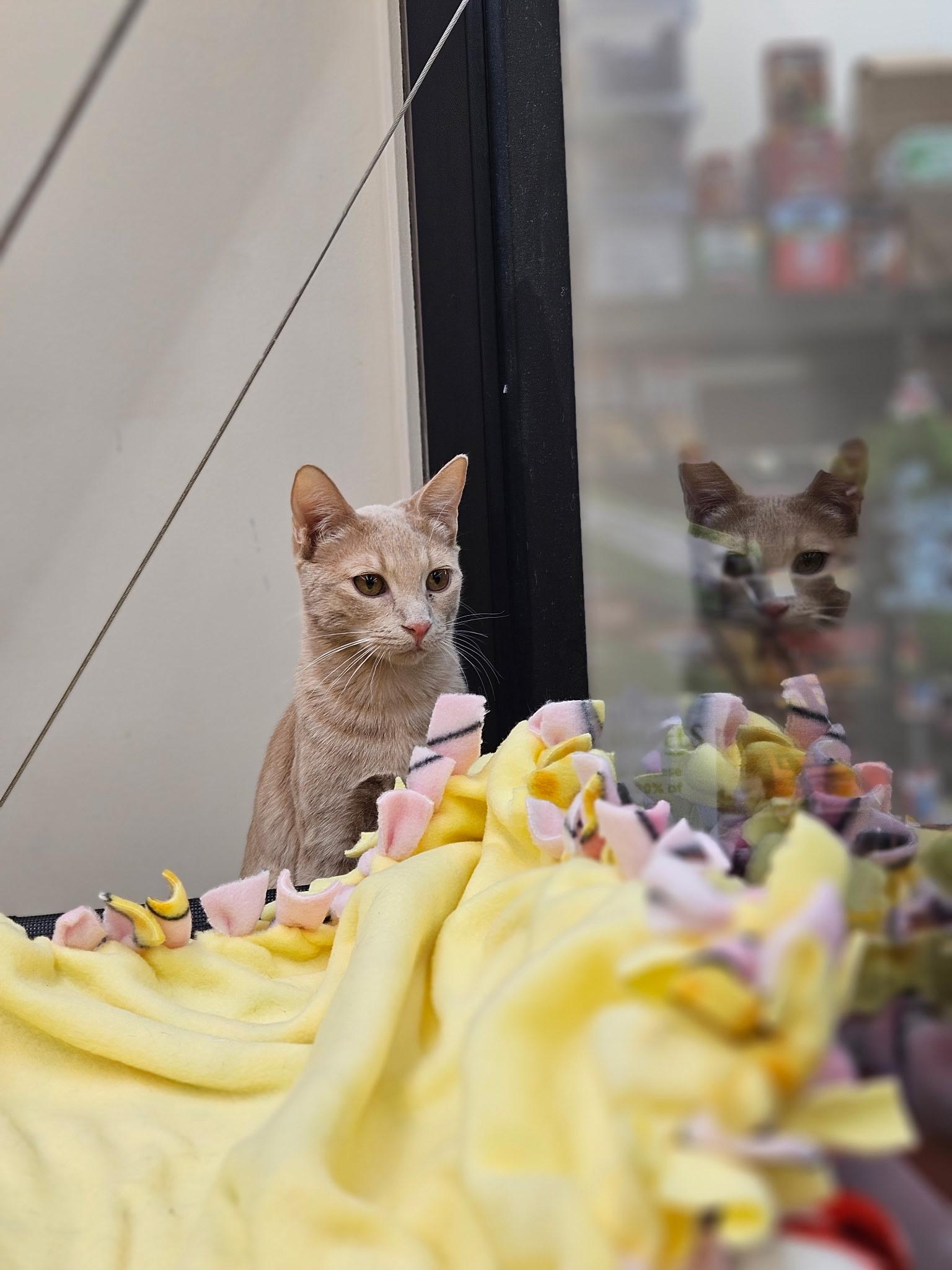 Ginger , adopted, Young Female Domestic Short Hair.
