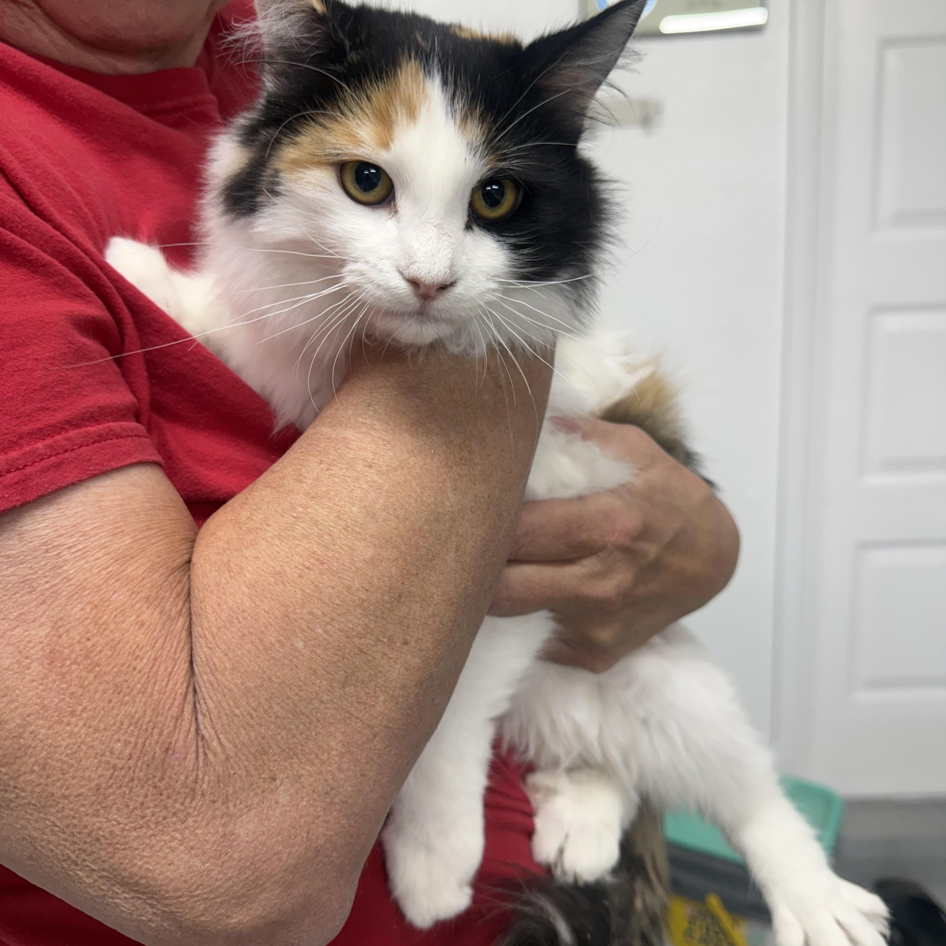 Enlarge Busy Betty, a ADOPTABLE Calico in Las Vegas, NV image 1/1
