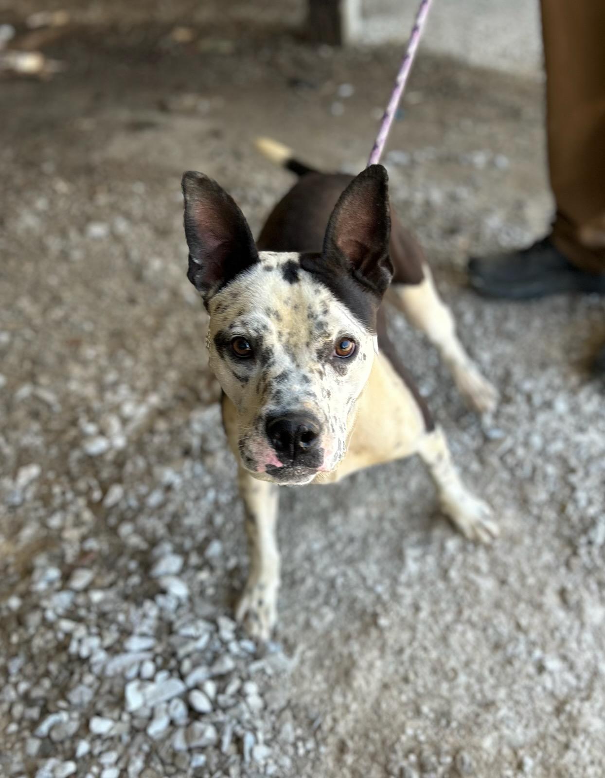 Adam, a ADOPTABLE Mixed Breed in Manchester, TN image 3/3