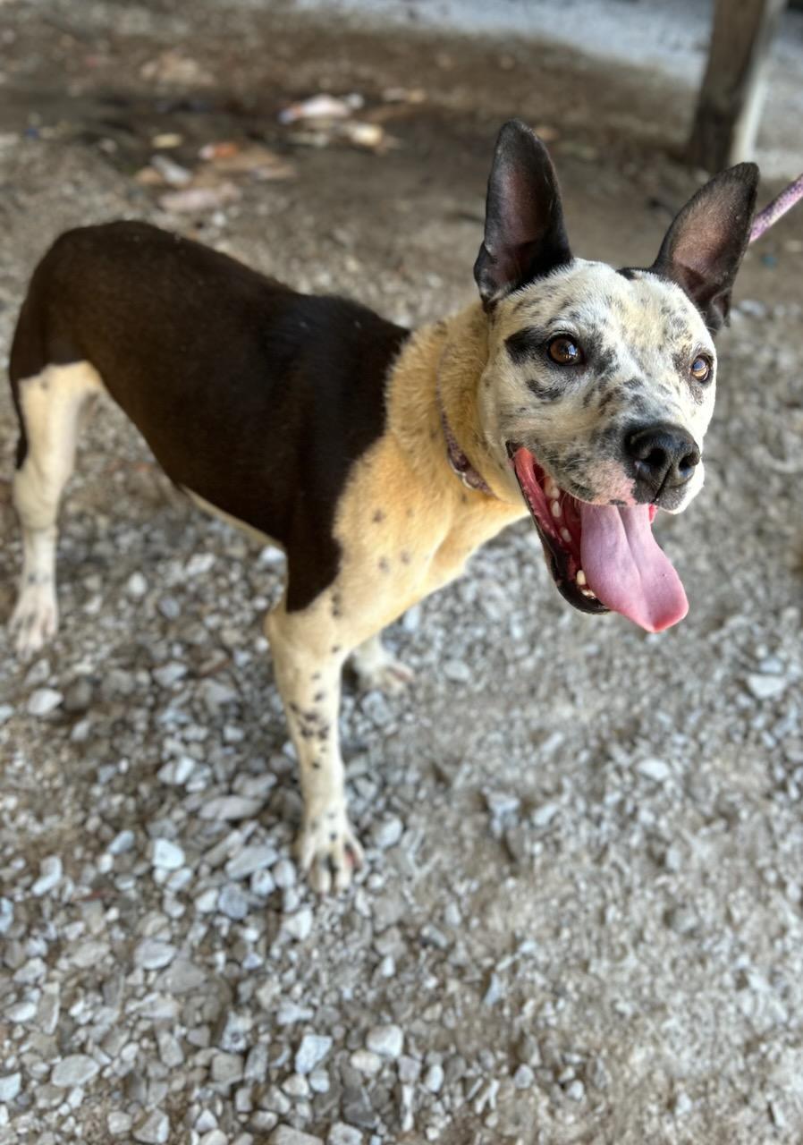 Adam, a ADOPTABLE Mixed Breed in Manchester, TN image 2/3