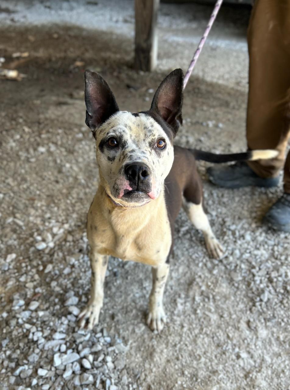 Adam, a ADOPTABLE Mixed Breed in Manchester, TN image 1/3