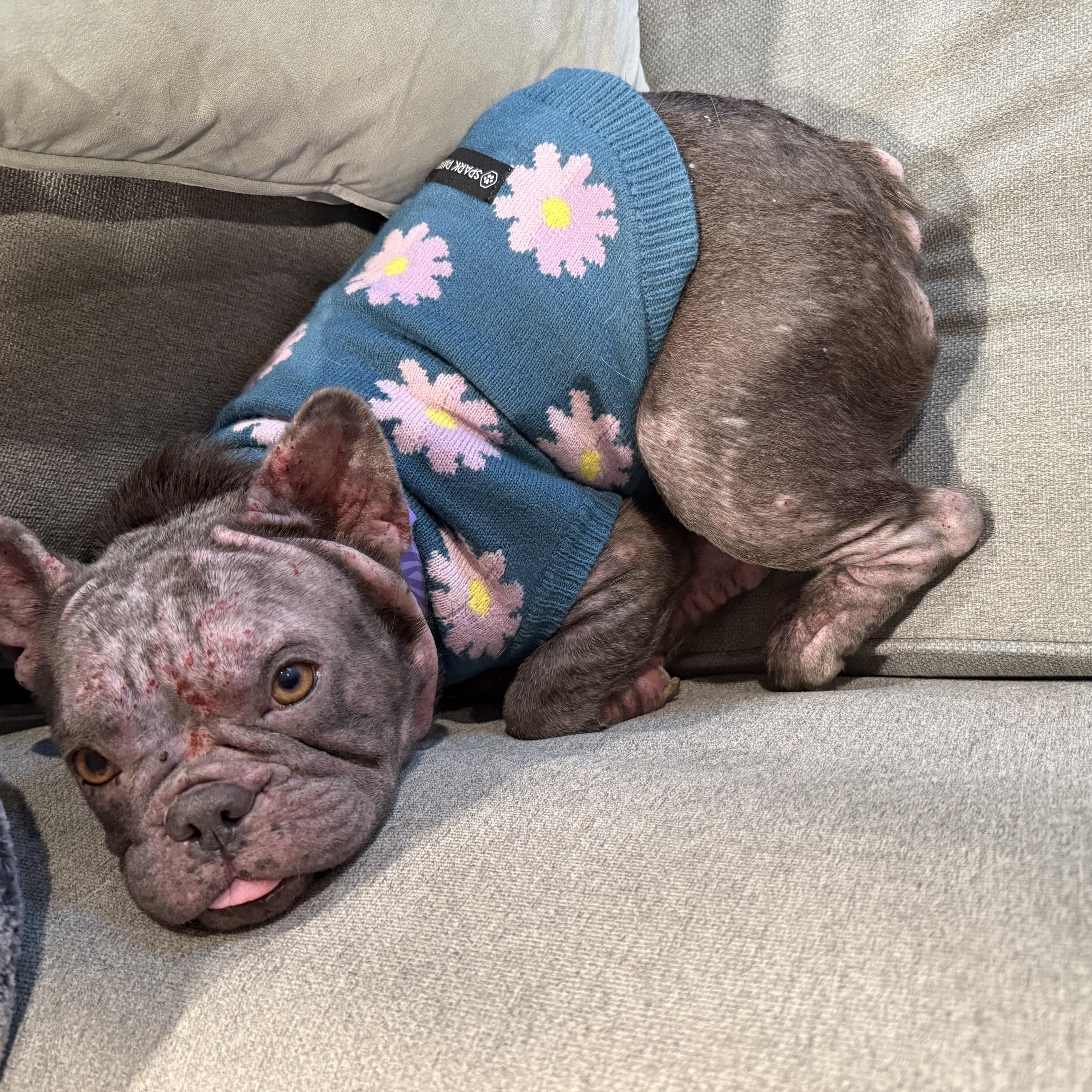 Noelle , ADOPTABLE, Adult Female French Bulldog.