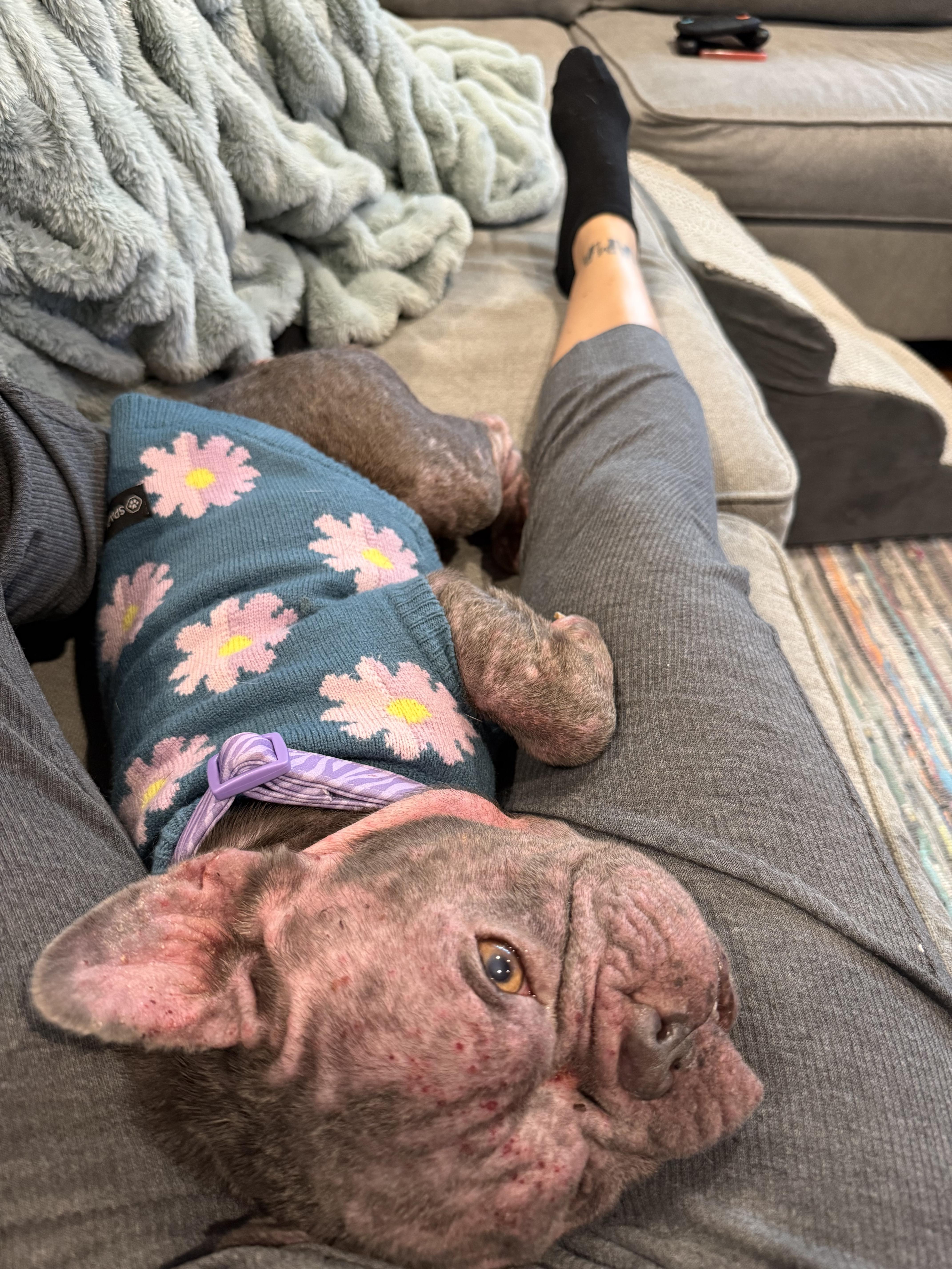 Enlarge Noelle , a ADOPTABLE French Bulldog in Medford, NJ image 3/5