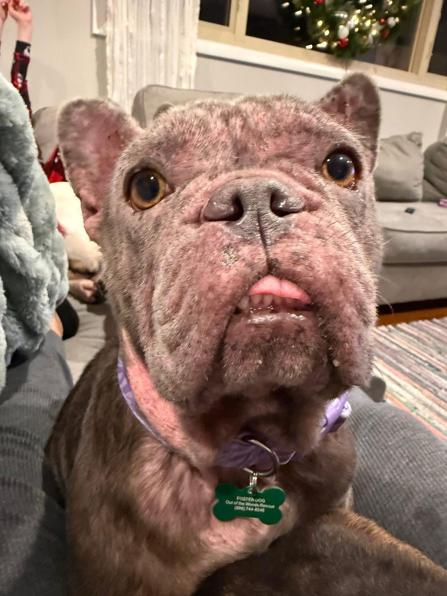 Enlarge Noelle , a ADOPTABLE French Bulldog in Medford, NJ image 4/5