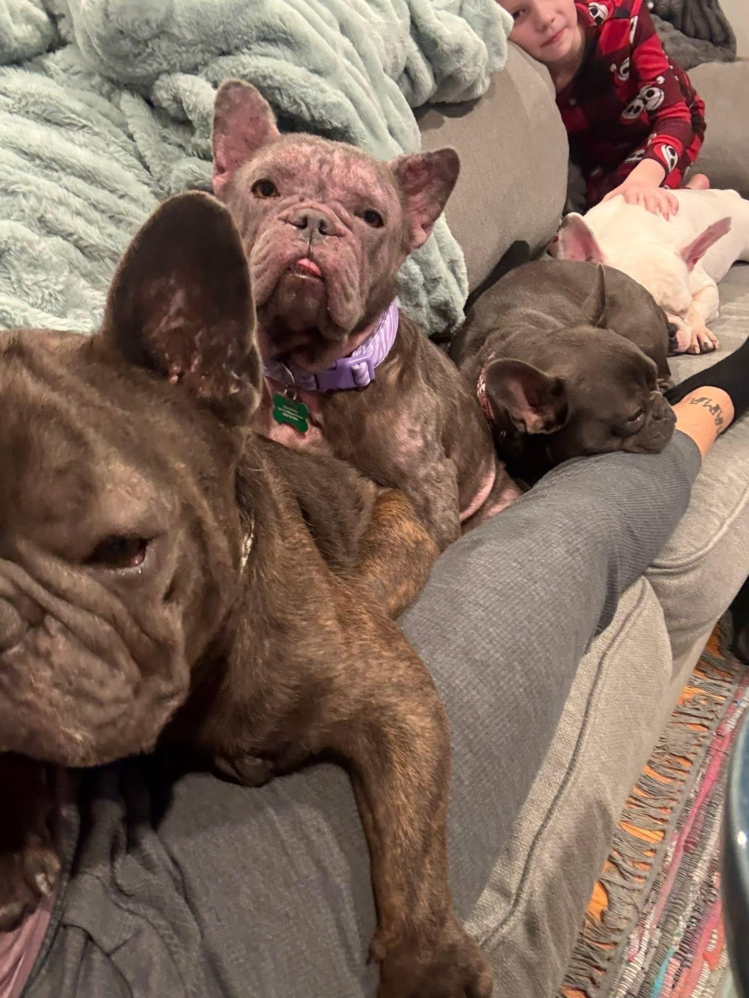 Enlarge Noelle , a ADOPTABLE French Bulldog in Medford, NJ image 5/5