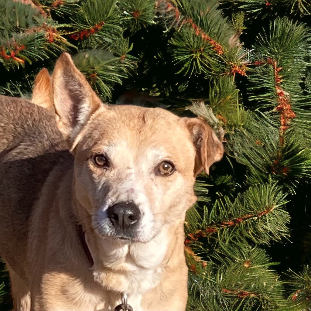 Enlarge Elenor, a Adoptable mixed breed in Harrisburg, AR image 1/1