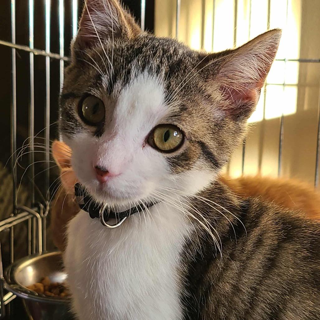 Chestnut, adopted, Kitten Male Domestic Short Hair.