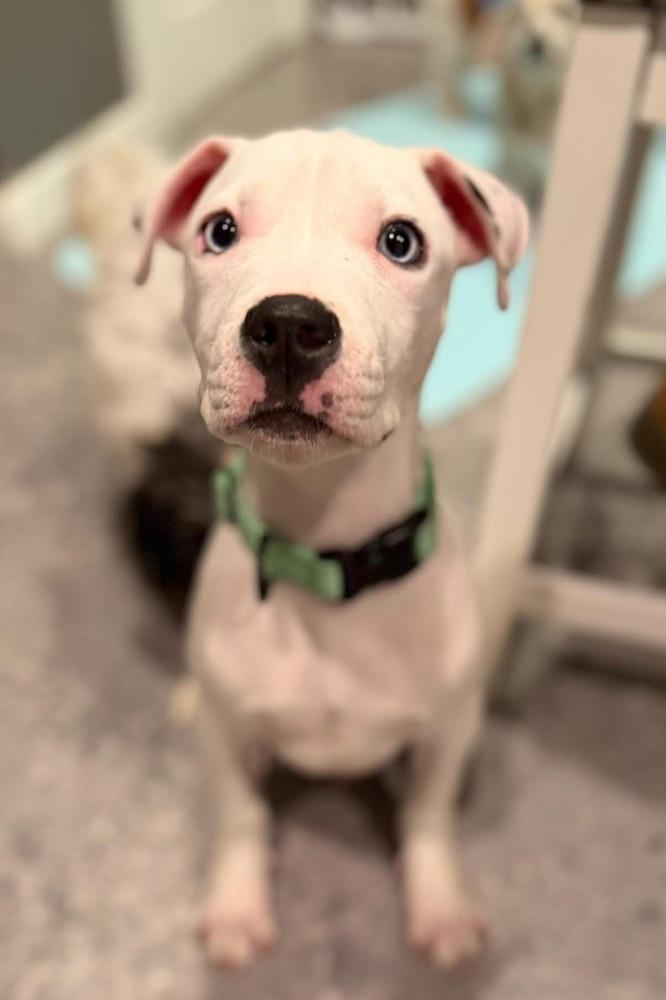 Lewis, Adoptable, Puppy Male Pit Bull Terrier.