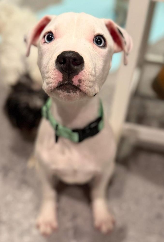 Enlarge Lewis, a Adoptable mixed breed in Scranton, PA image 2/3