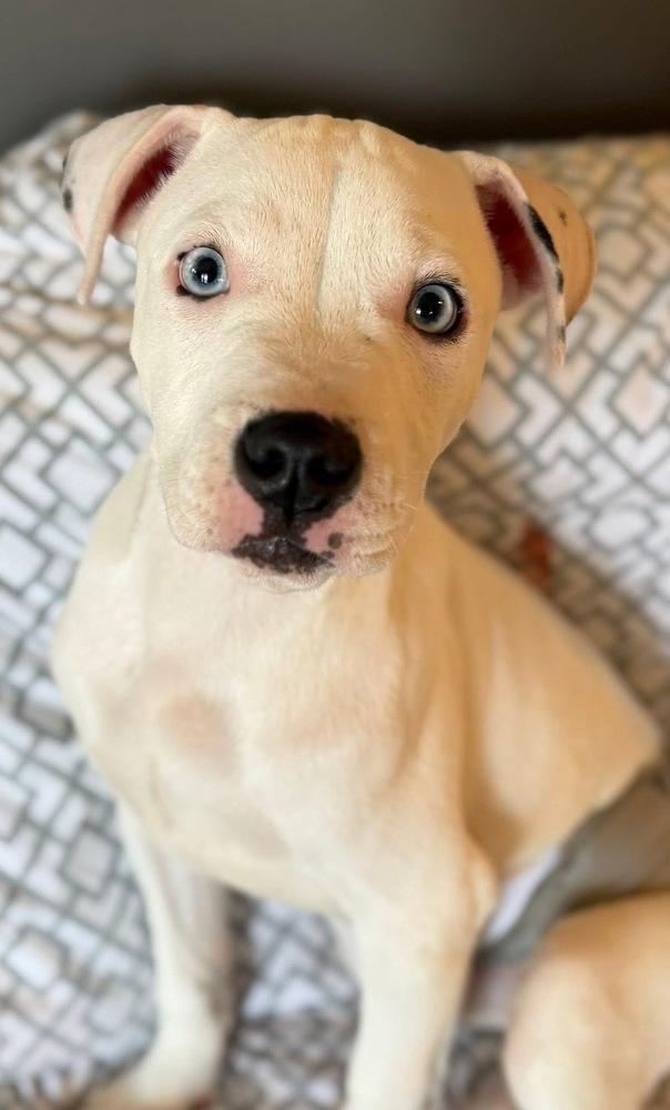 Enlarge Lewis, a Adoptable mixed breed in Scranton, PA image 3/3