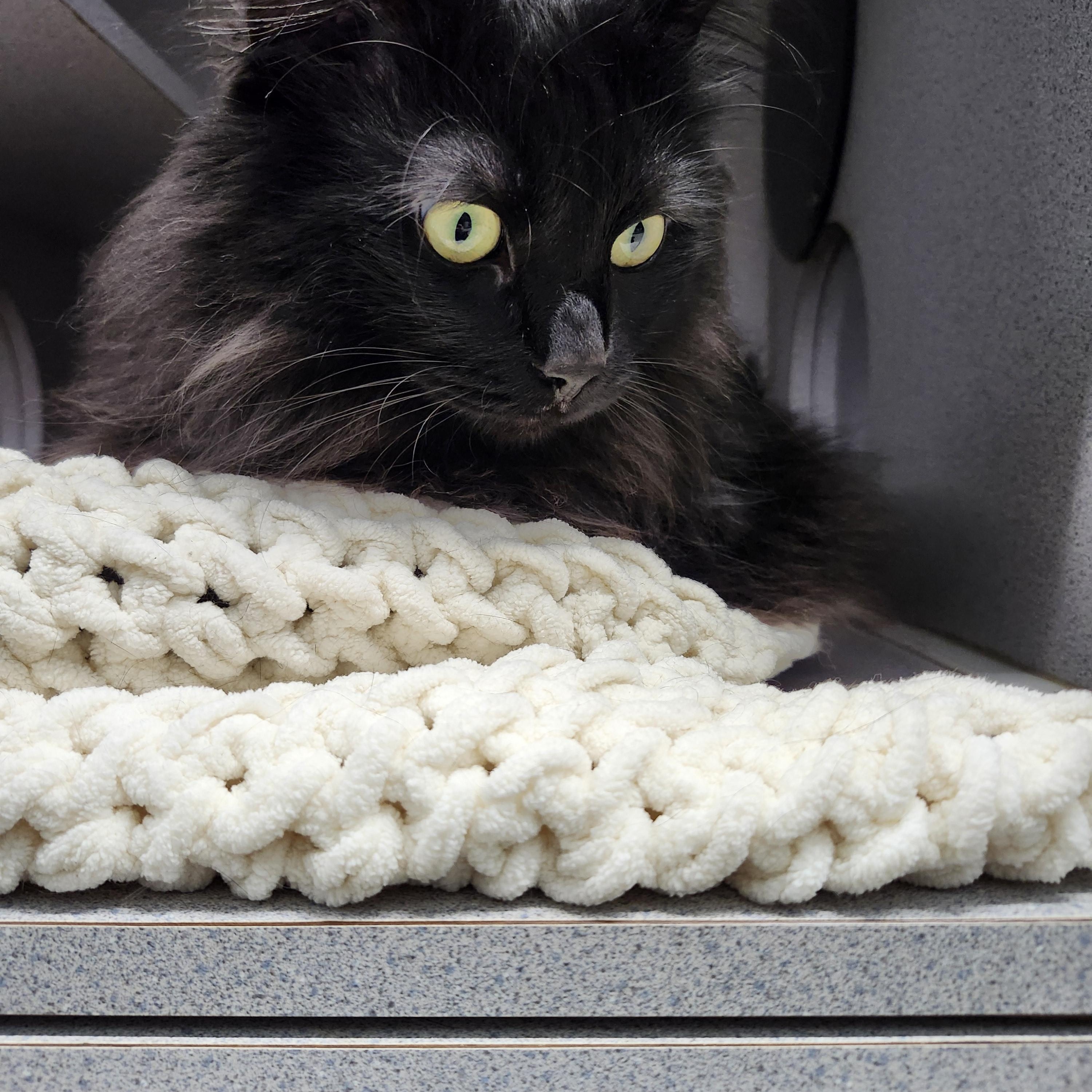 Enlarge Midnight, a Adopted Domestic Long Hair in Charlotte, MI image 2/4