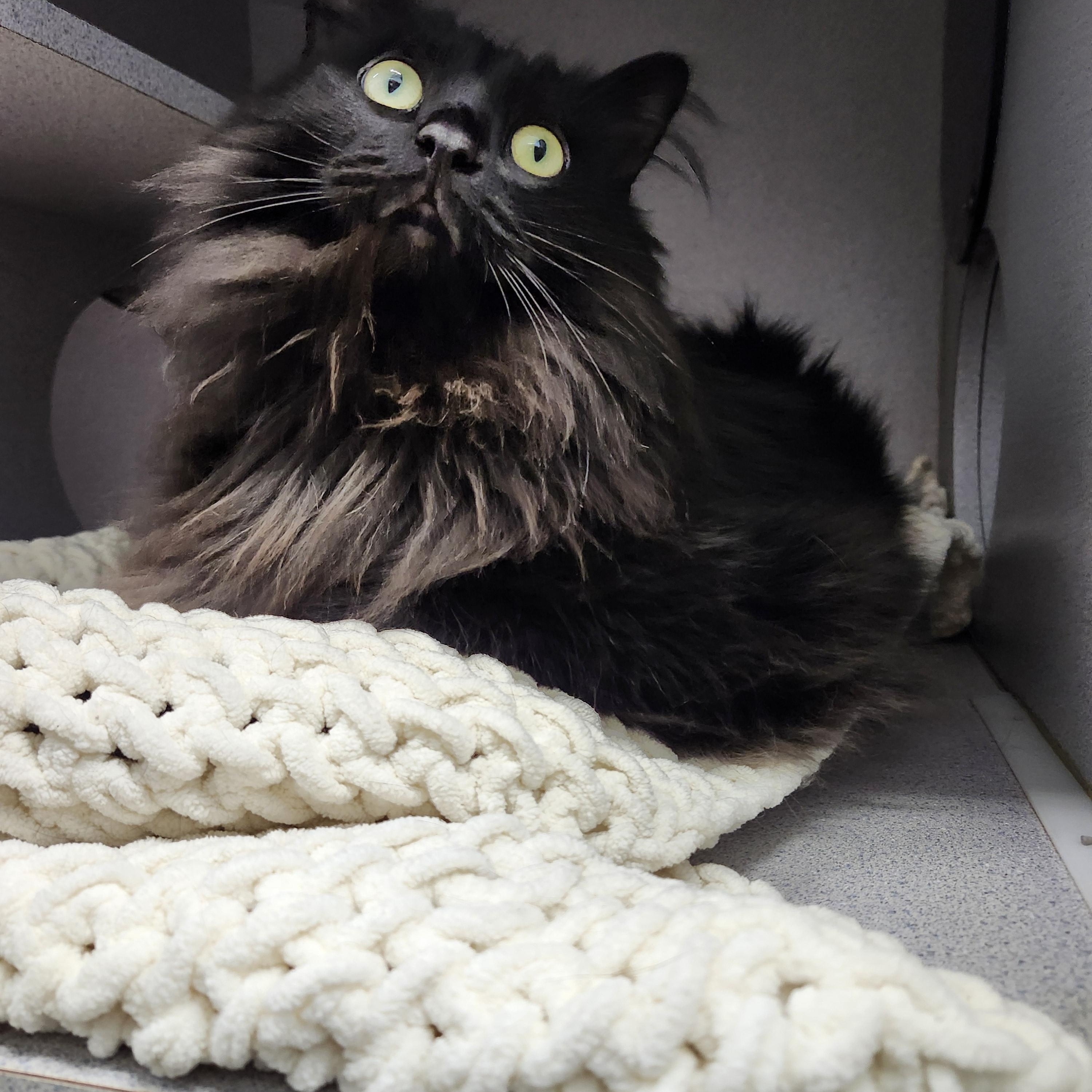 Enlarge Midnight, a Adopted Domestic Long Hair in Charlotte, MI image 3/4