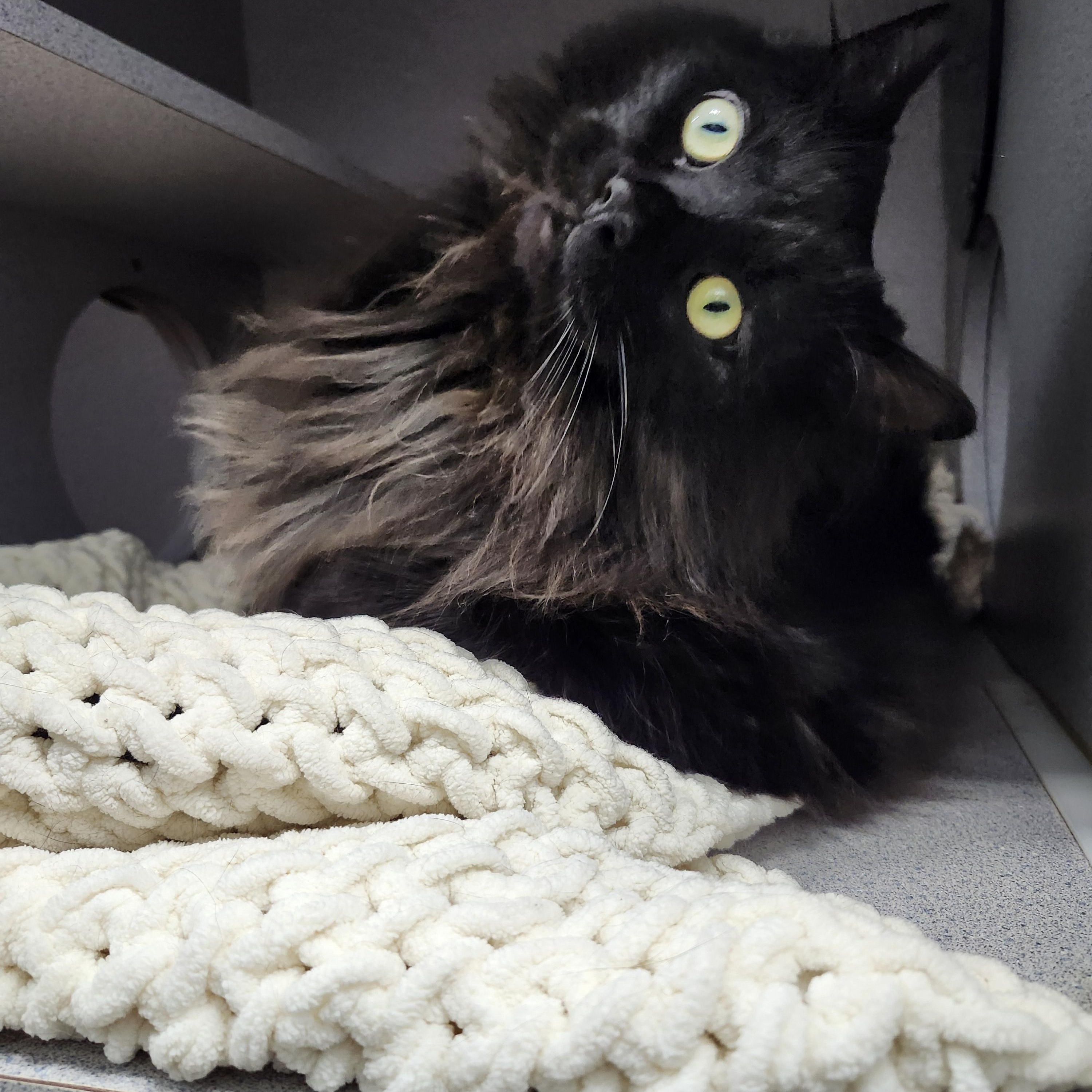 Midnight, Adopted, Adult Male Domestic Long Hair.