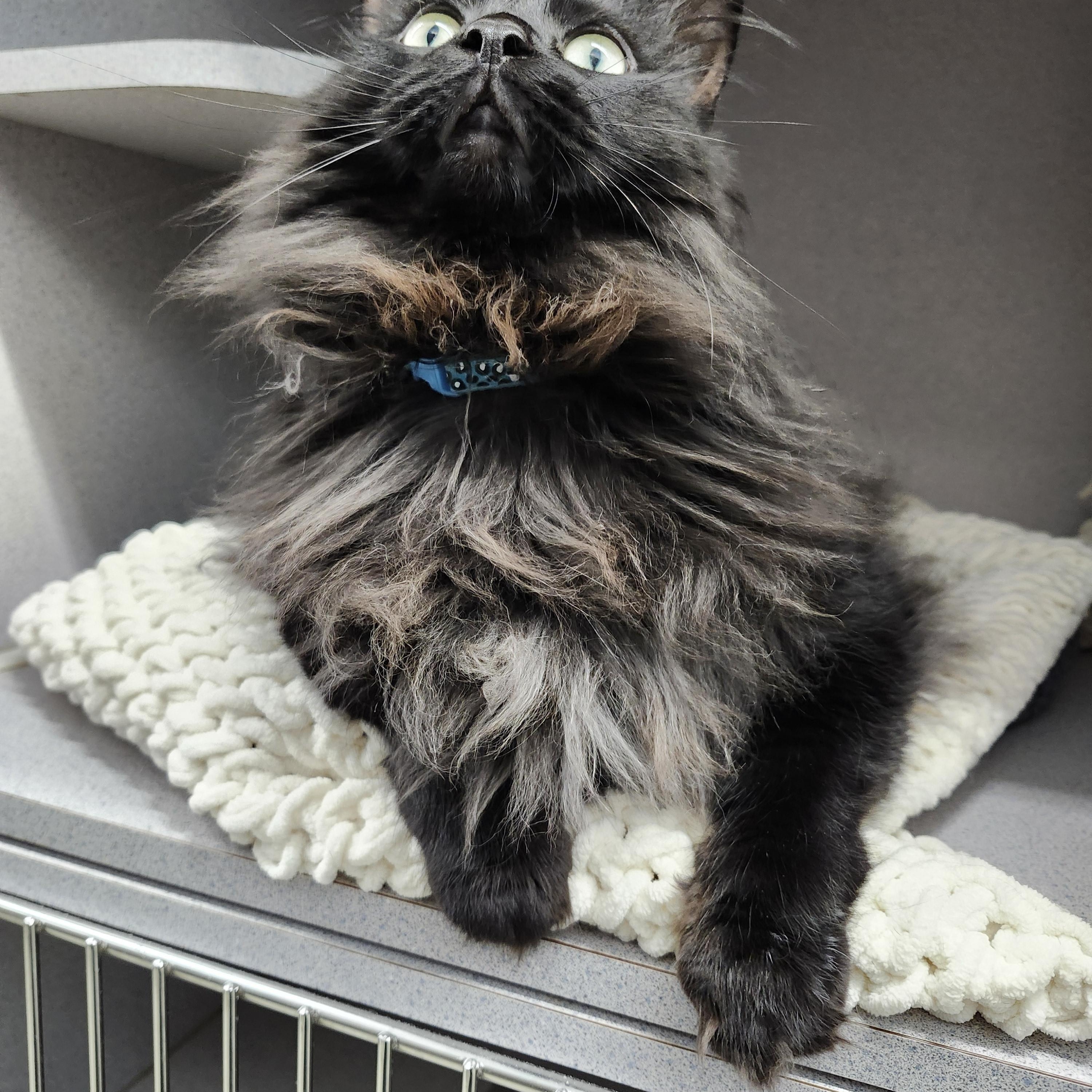 Enlarge Midnight, a Adopted Domestic Long Hair in Charlotte, MI image 4/4