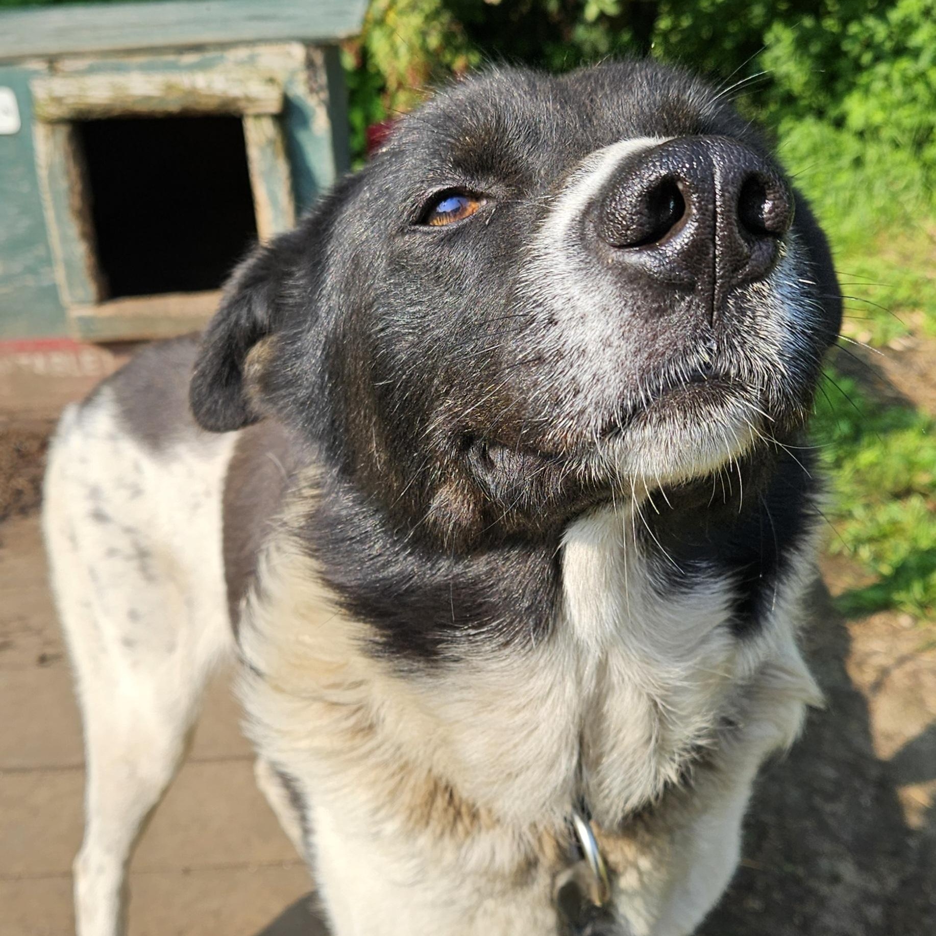 York, a Adoptable Husky in Jefferson, NH image 1/3