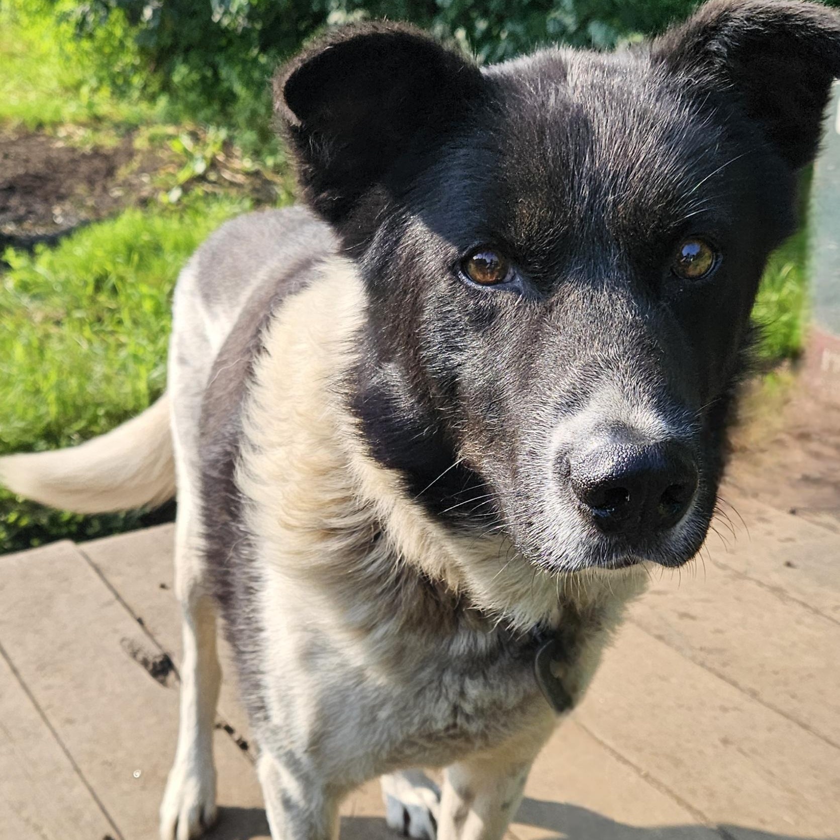 York, a Adoptable Husky in Jefferson, NH image 2/3