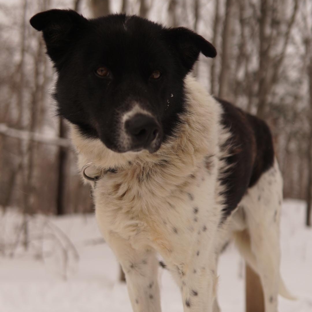 Enlarge York, a Adoptable Husky in Jefferson, NH image 1/2