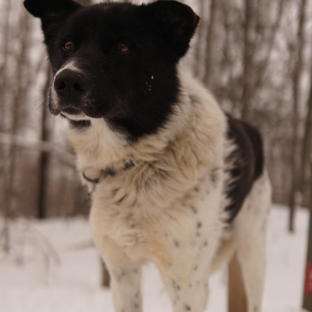 Enlarge York, a Adoptable Husky in Jefferson, NH image 2/2