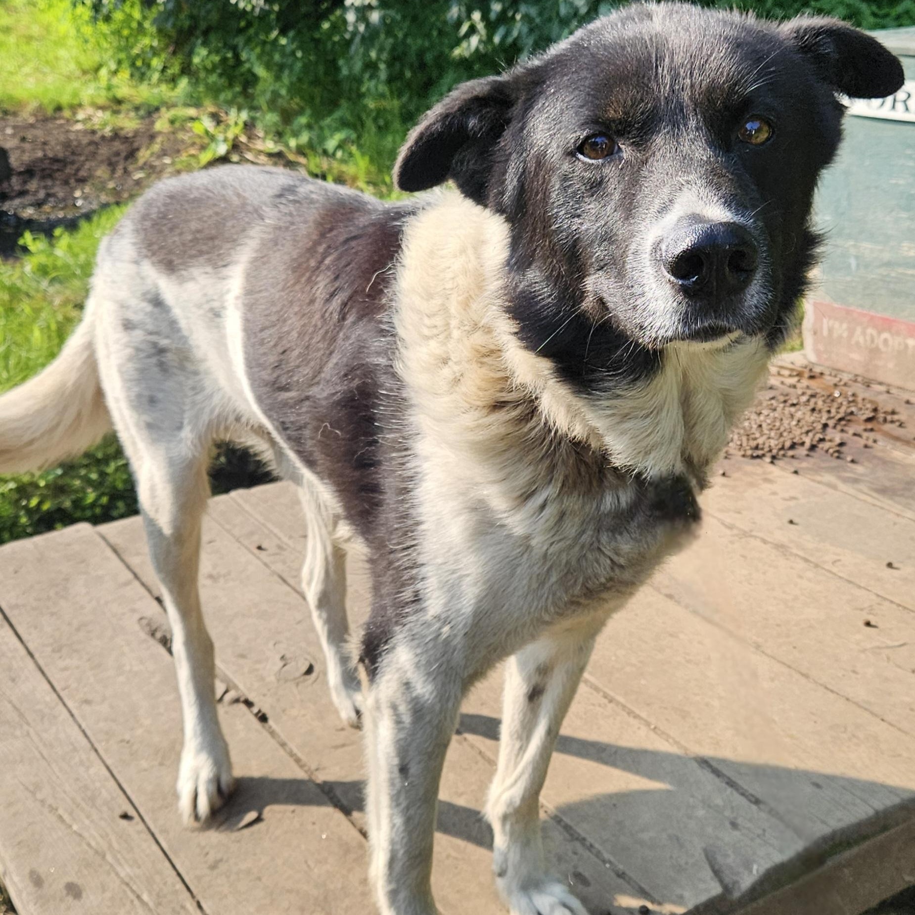 York, a Adoptable Husky in Jefferson, NH image 3/3
