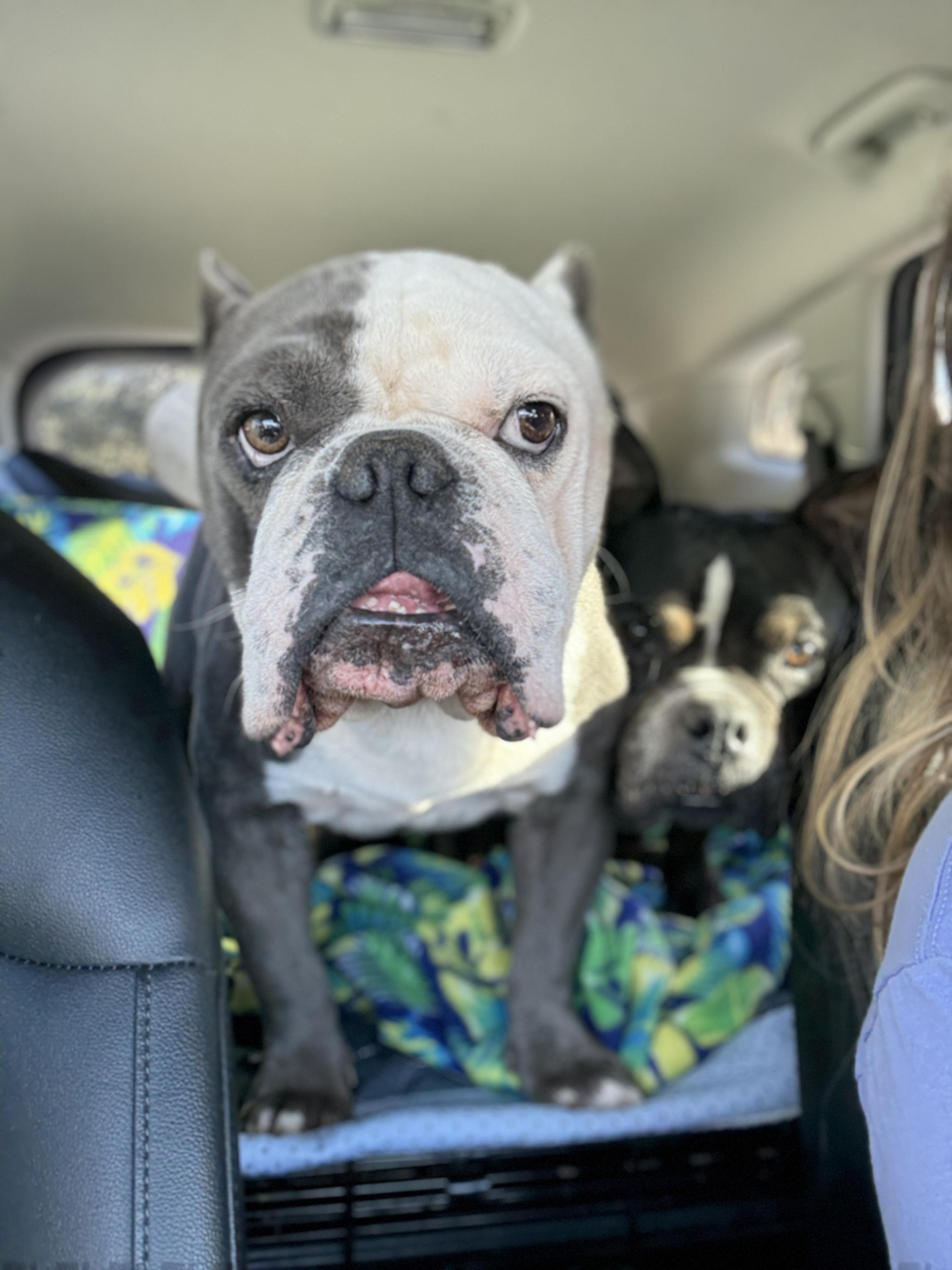 Ace, a Adoptable mixed breed in Deltona, FL image 2/6