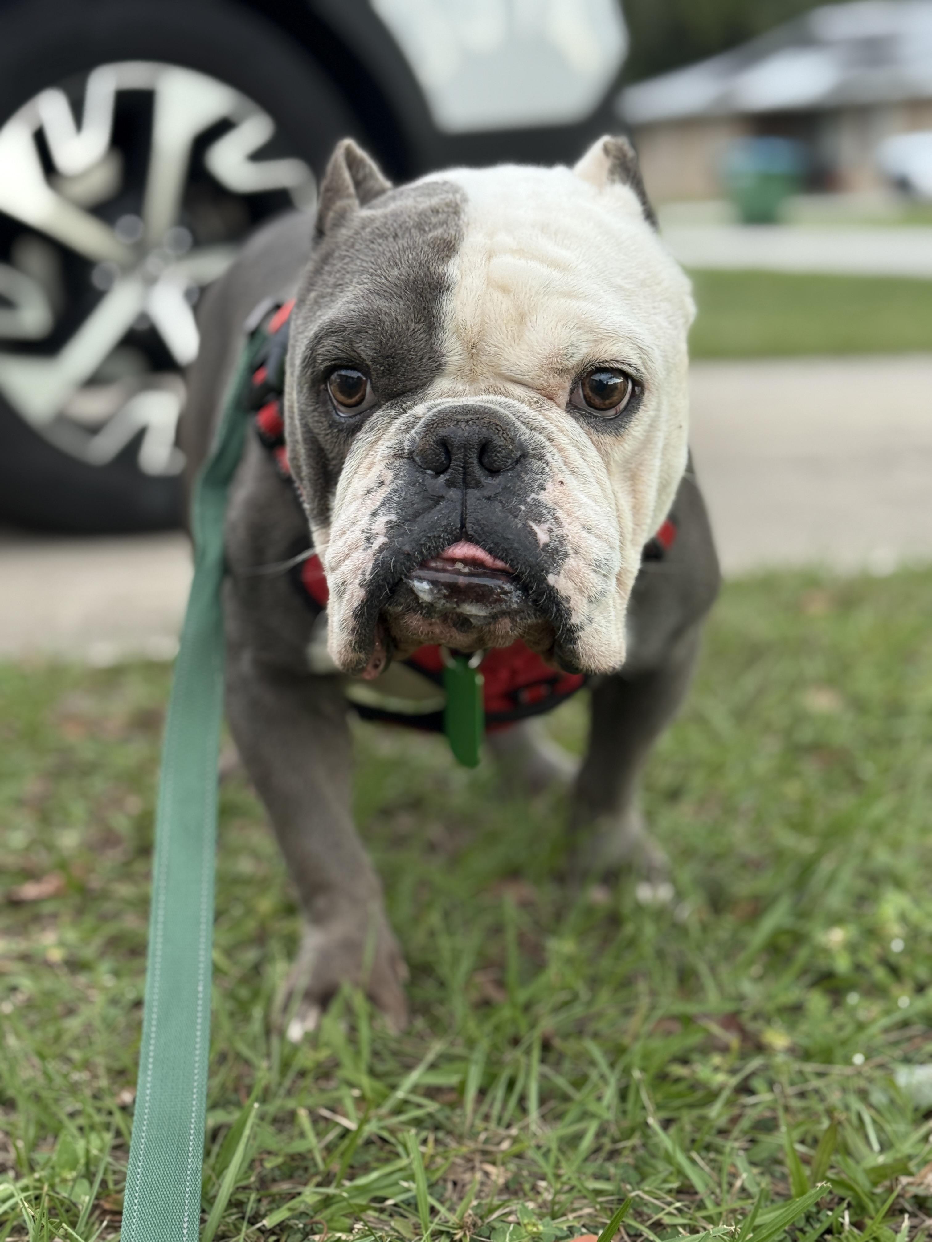 Ace, a Adoptable mixed breed in Deltona, FL image 3/6