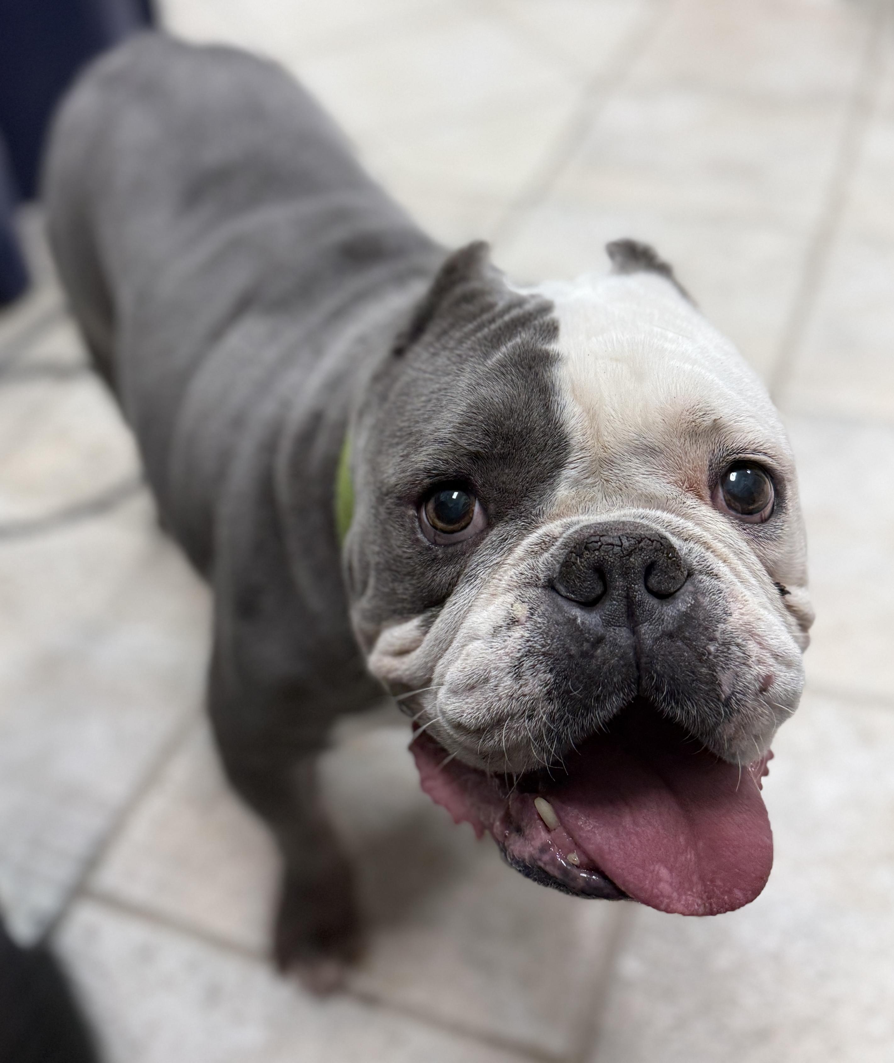 Enlarge Ace, a Adoptable mixed breed in Deltona, FL image 1/6