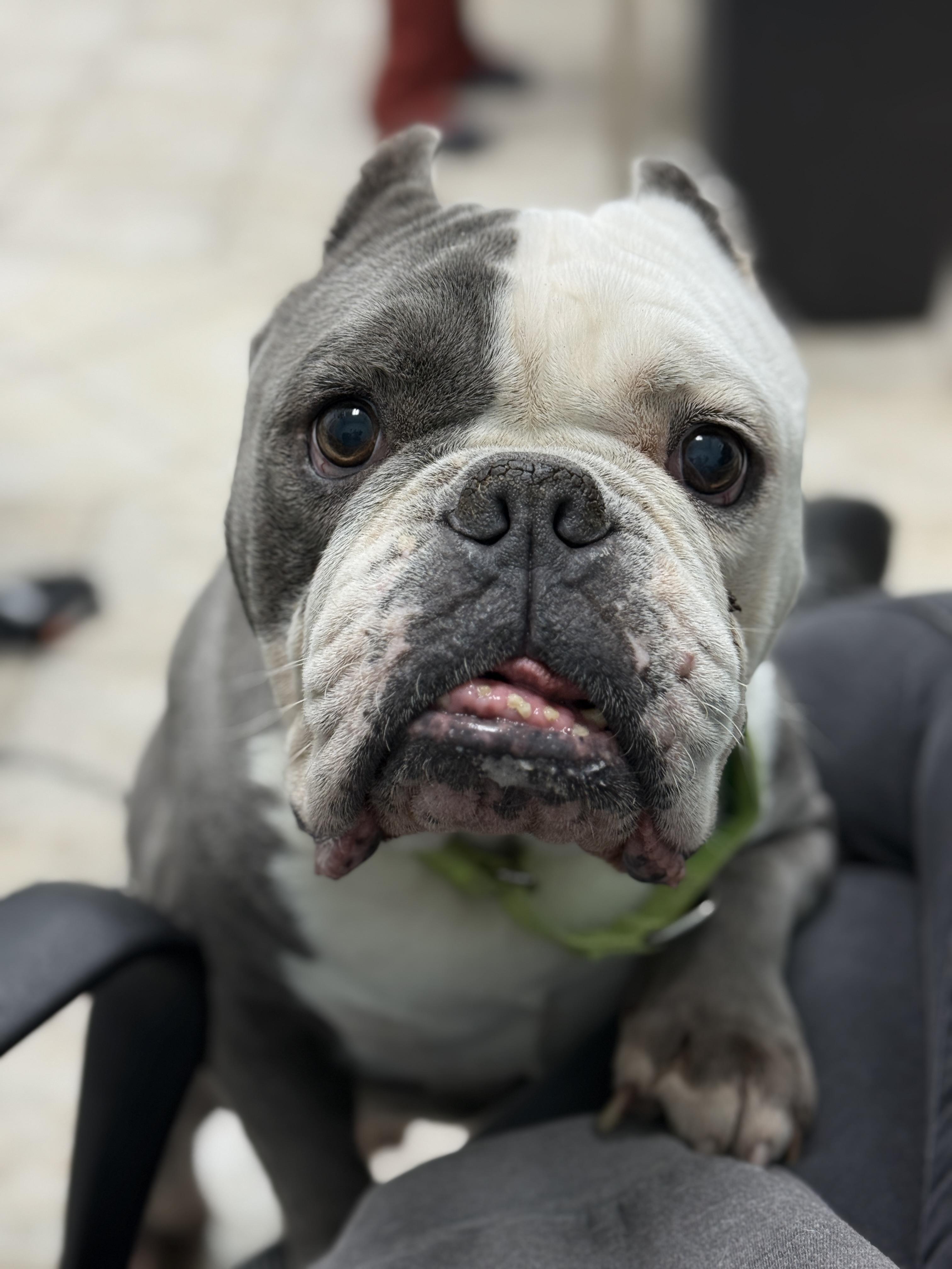 Enlarge Ace, a Adoptable mixed breed in Deltona, FL image 3/6