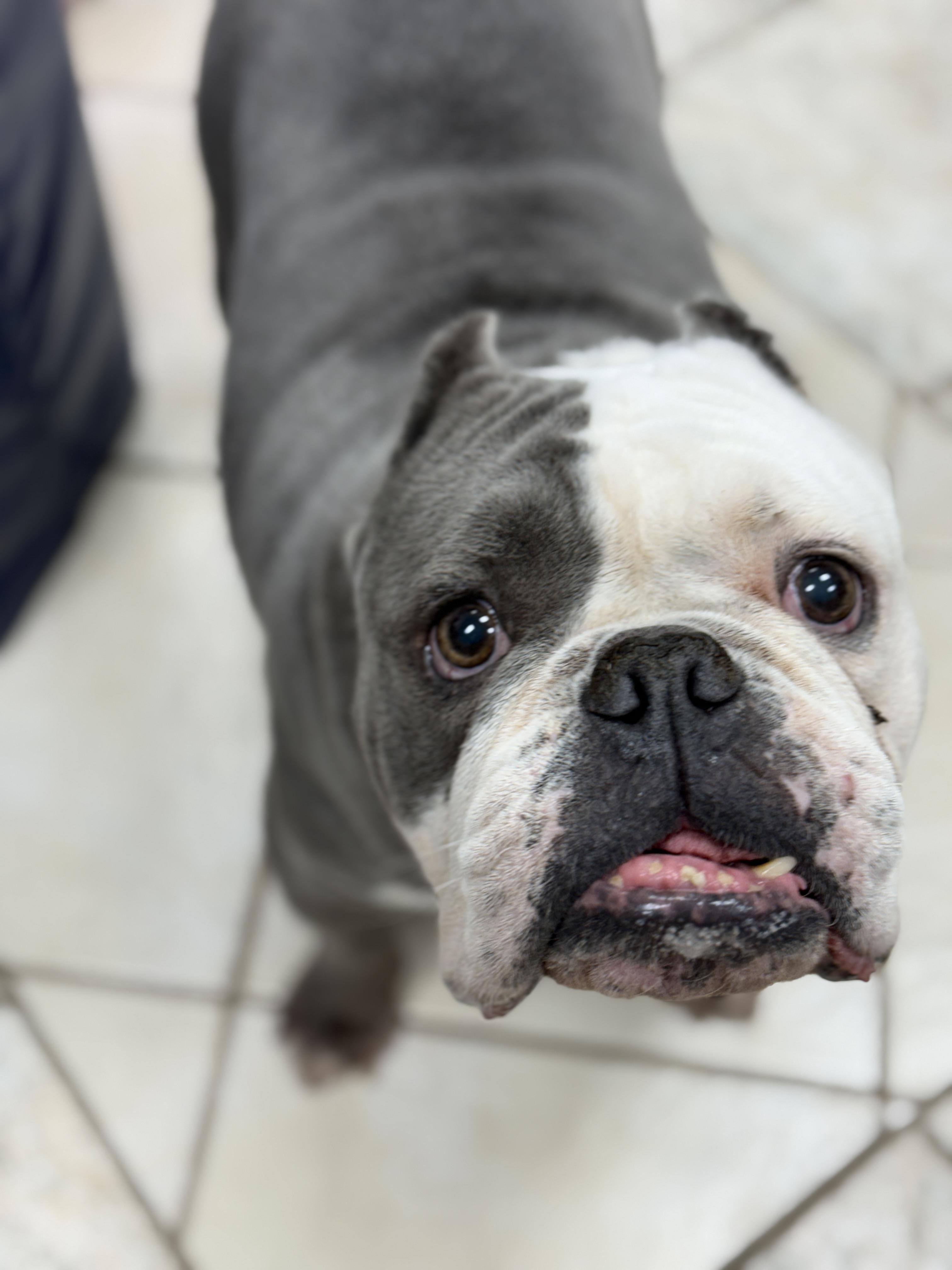 Enlarge Ace, a Adoptable mixed breed in Deltona, FL image 2/6