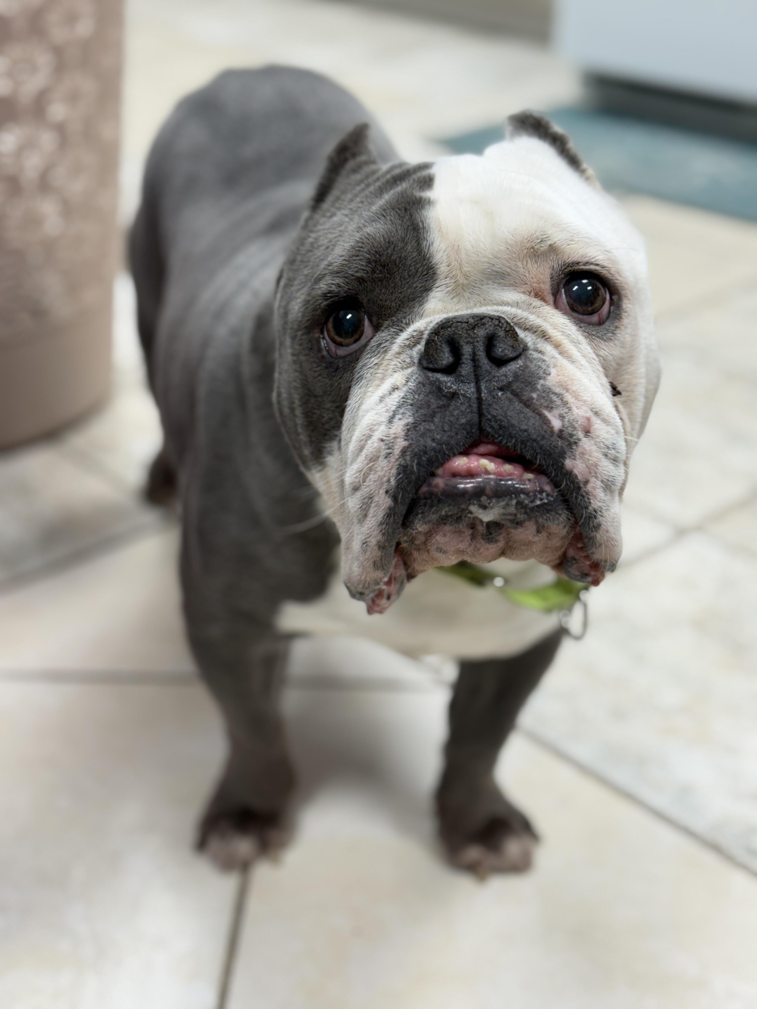 Enlarge Ace, a Adoptable mixed breed in Deltona, FL image 4/6