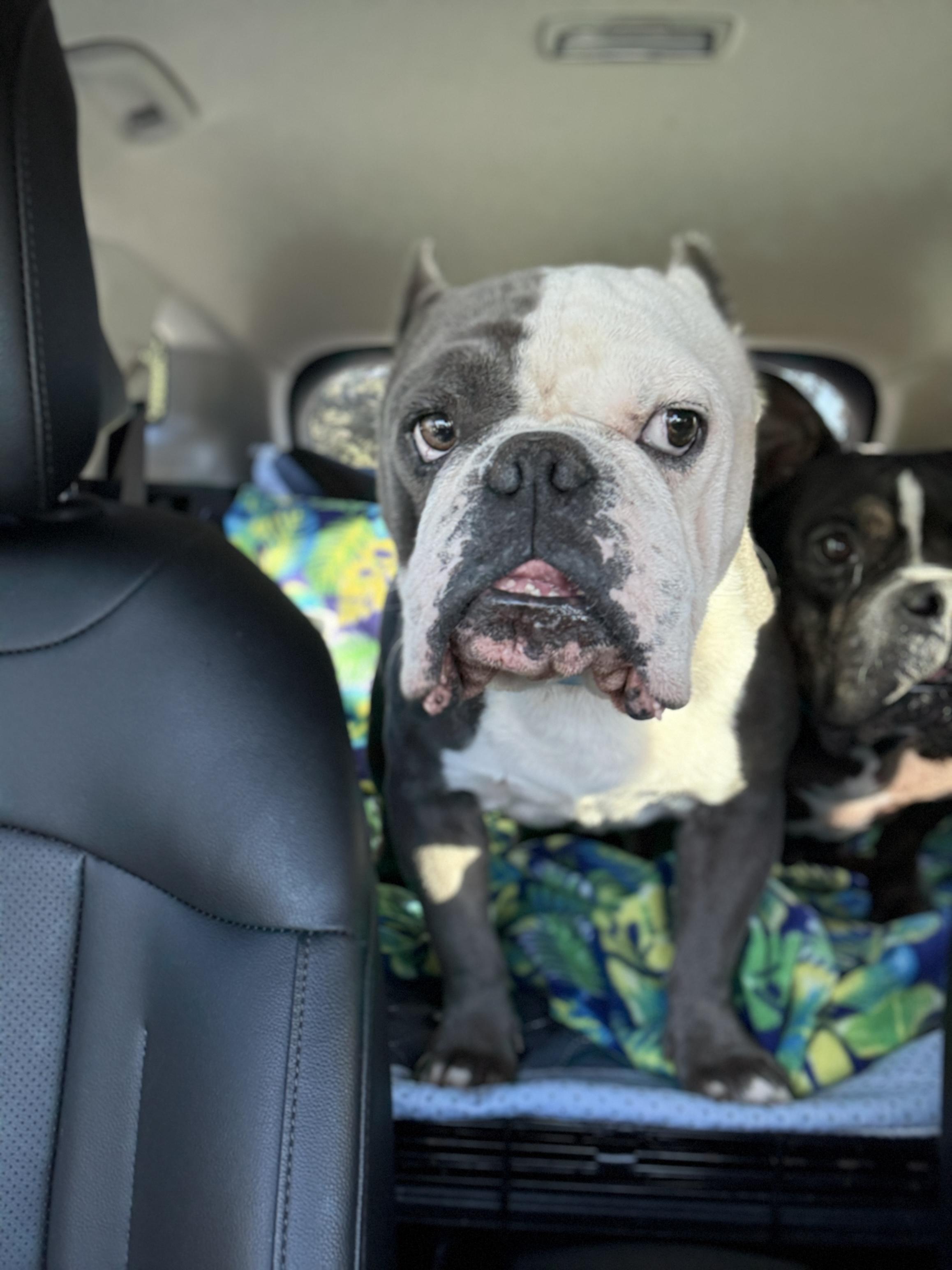 Ace, a Adoptable mixed breed in Deltona, FL image 4/6