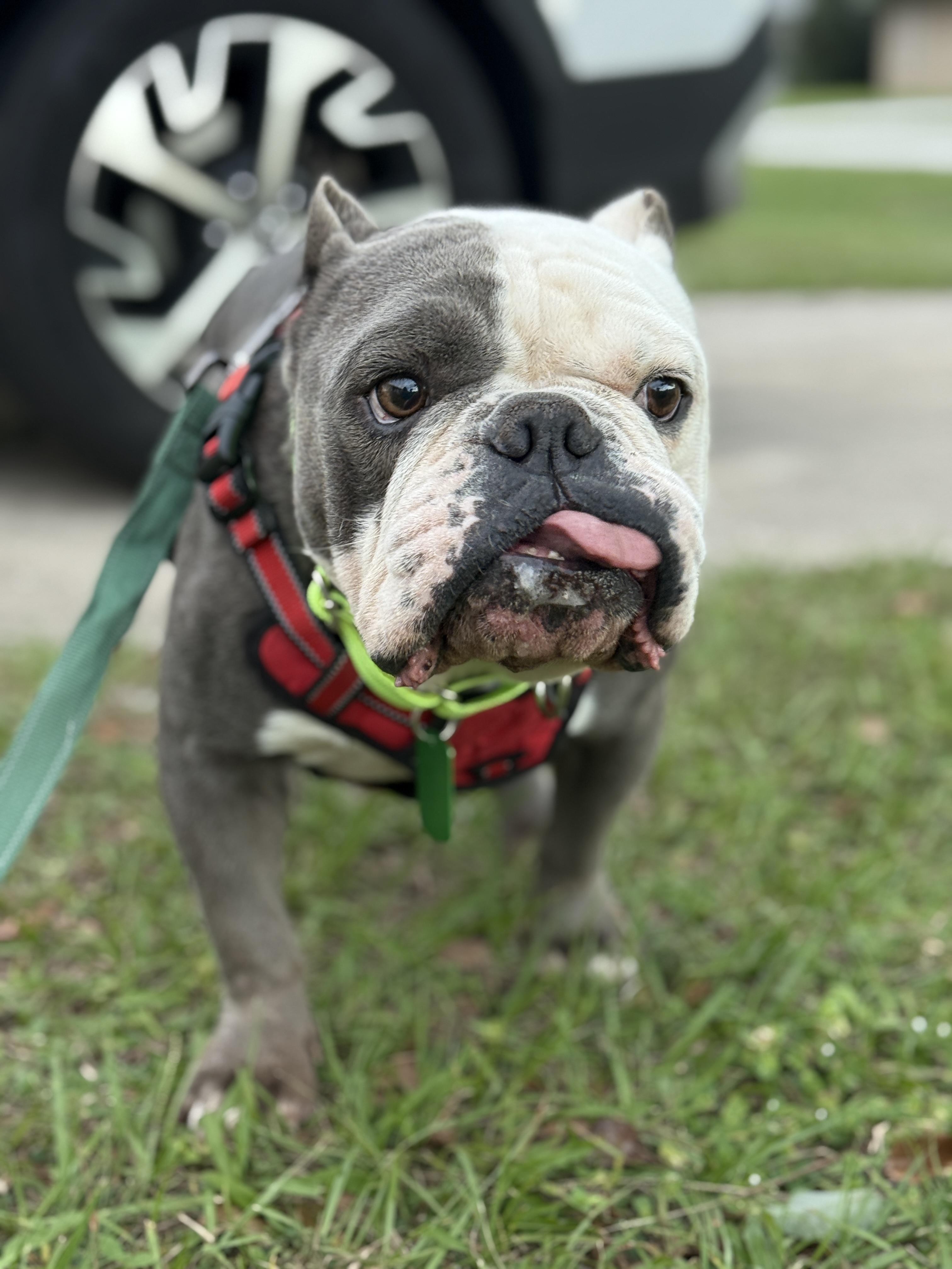 Ace, a Adoptable mixed breed in Deltona, FL image 6/6