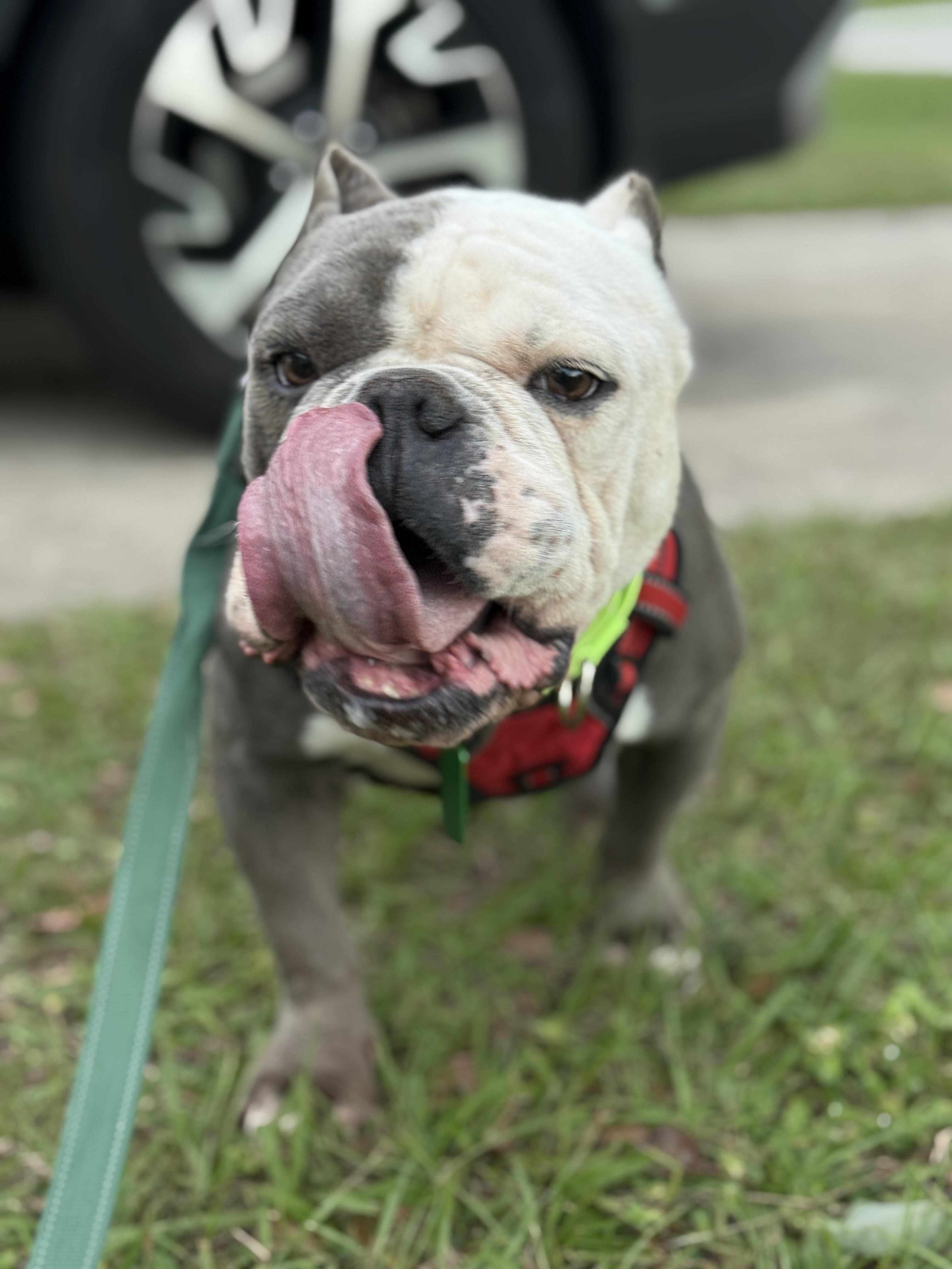 Ace, Adoptable, Adult Male Bulldog & American Bully.
