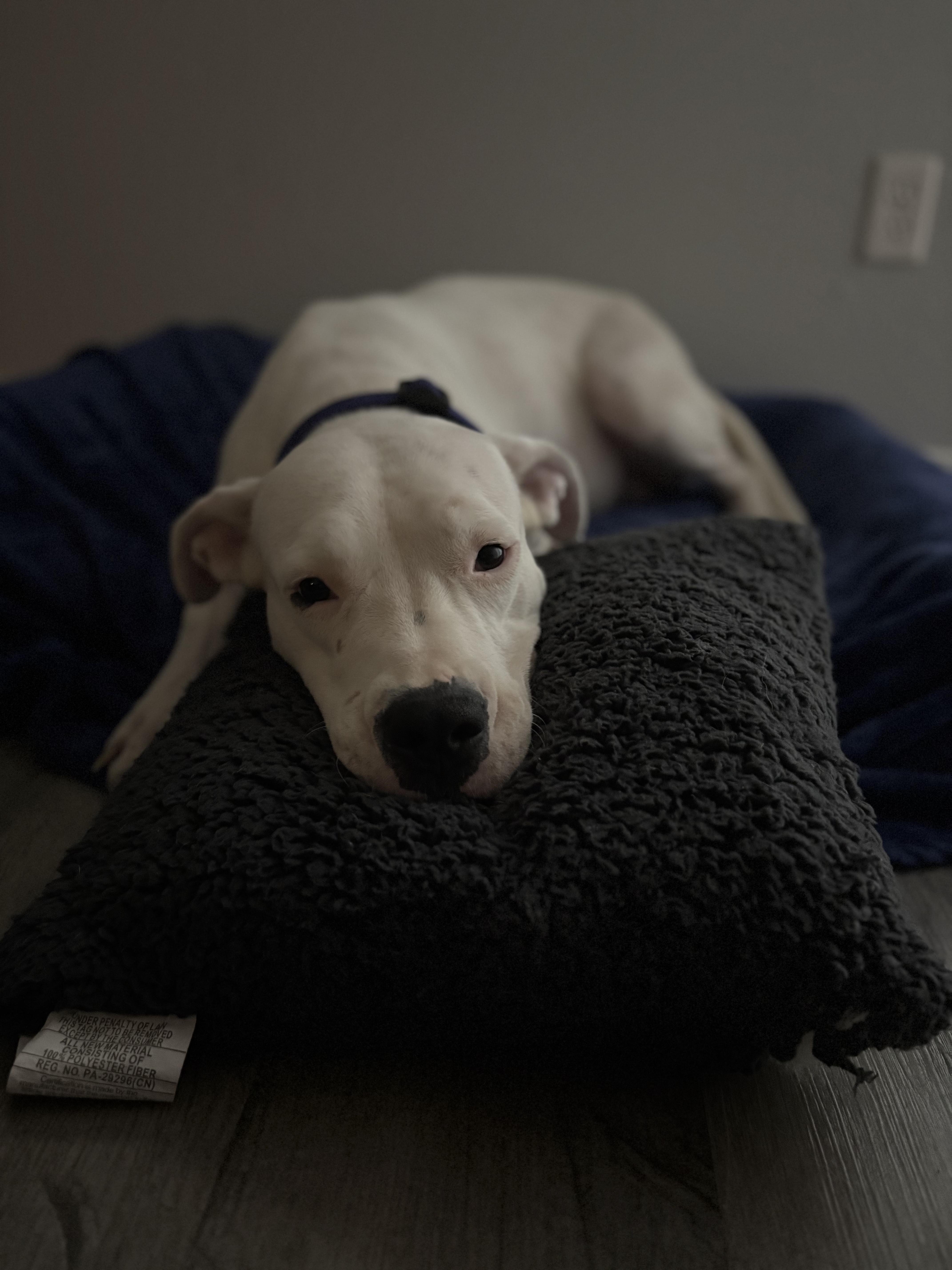 Georgia Peach thumbnail 6