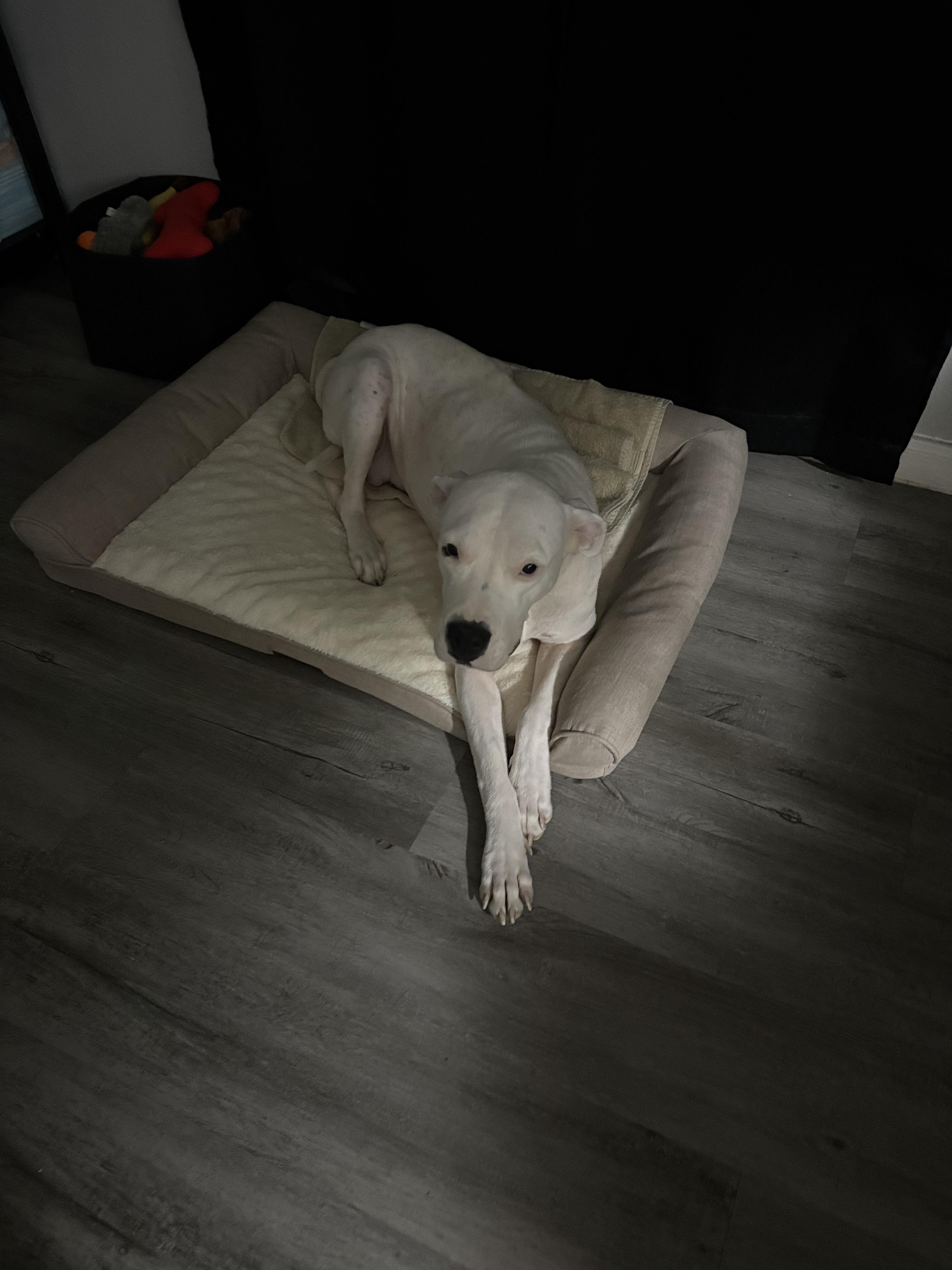 Georgia Peach thumbnail 5