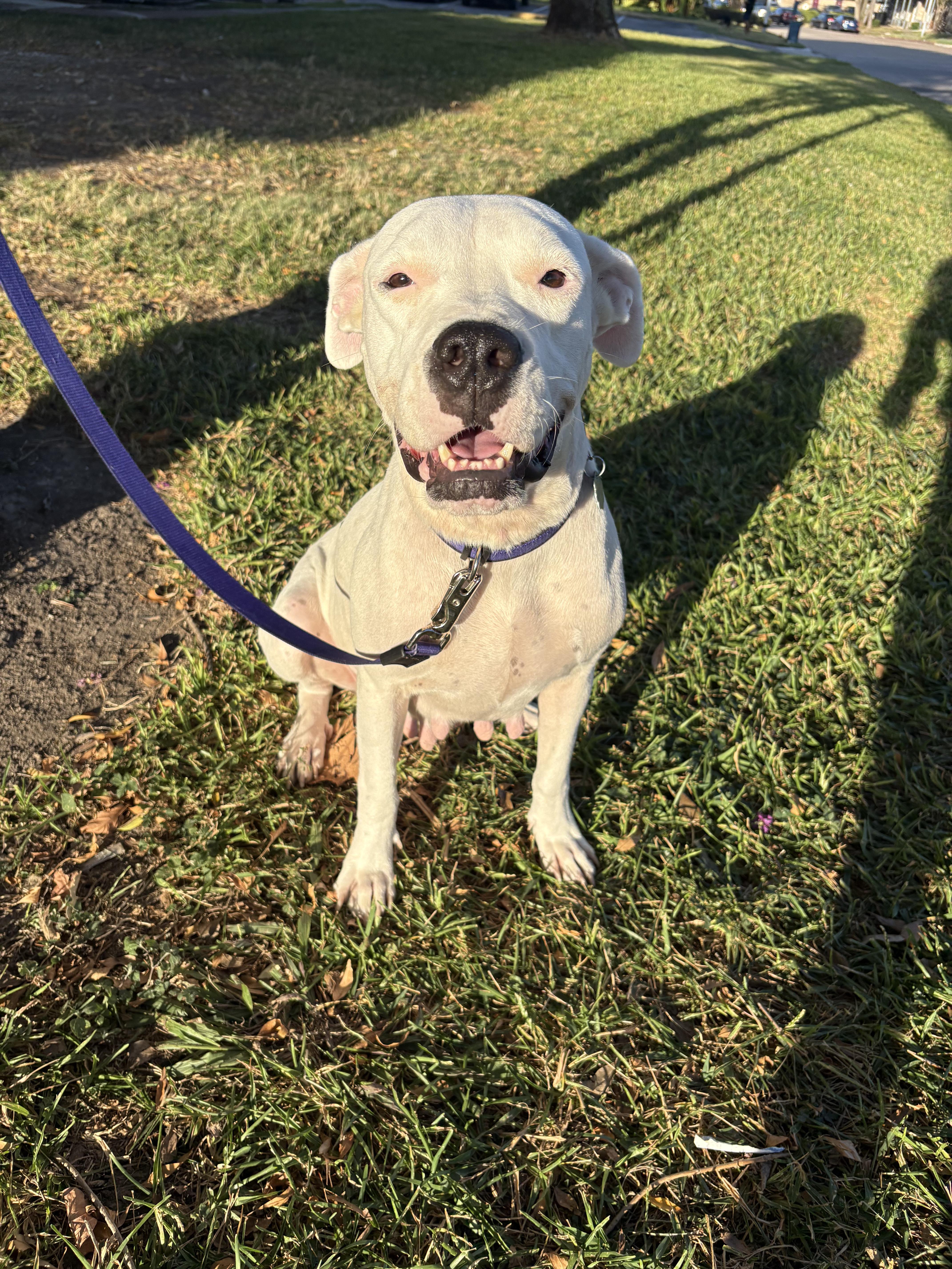 Georgia Peach thumbnail 4