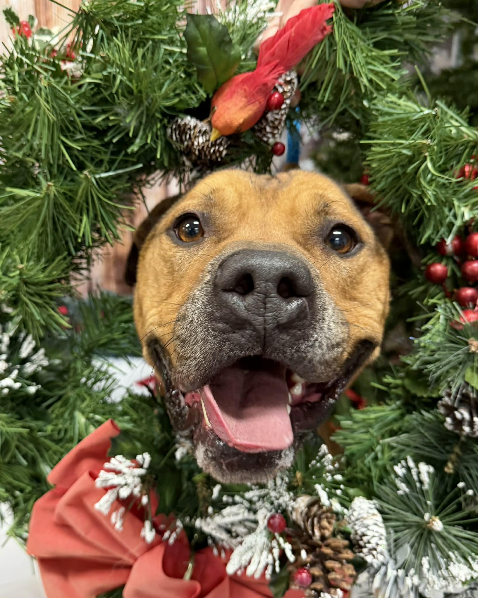 Ducky, a Adoptable Pit Bull Terrier in Shelbyville, KY image 1/4