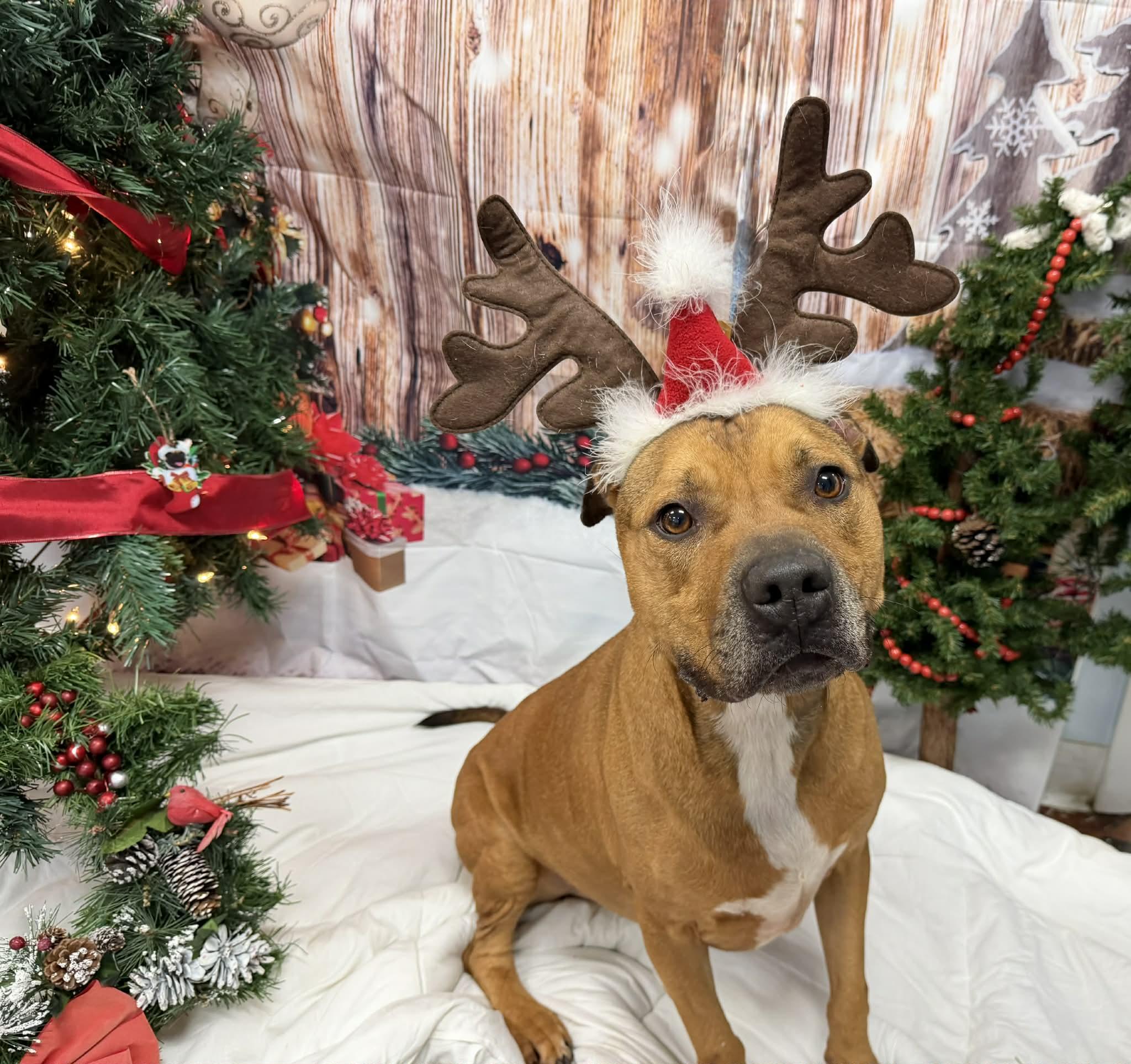 Ducky, a Adoptable Pit Bull Terrier in Shelbyville, KY image 2/4