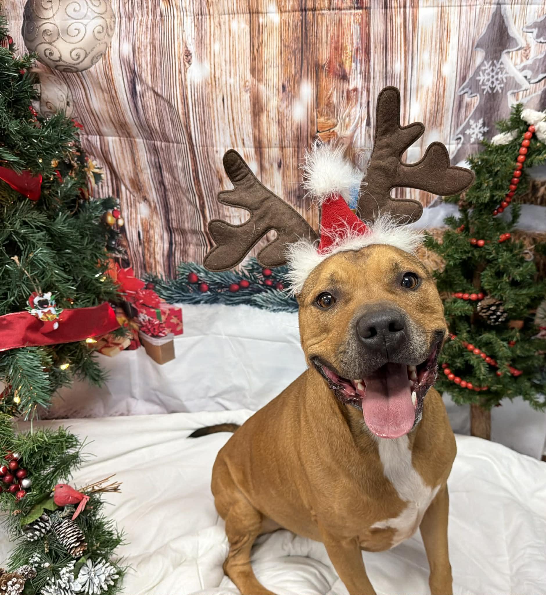 Ducky, a Adoptable Pit Bull Terrier in Shelbyville, KY image 3/4