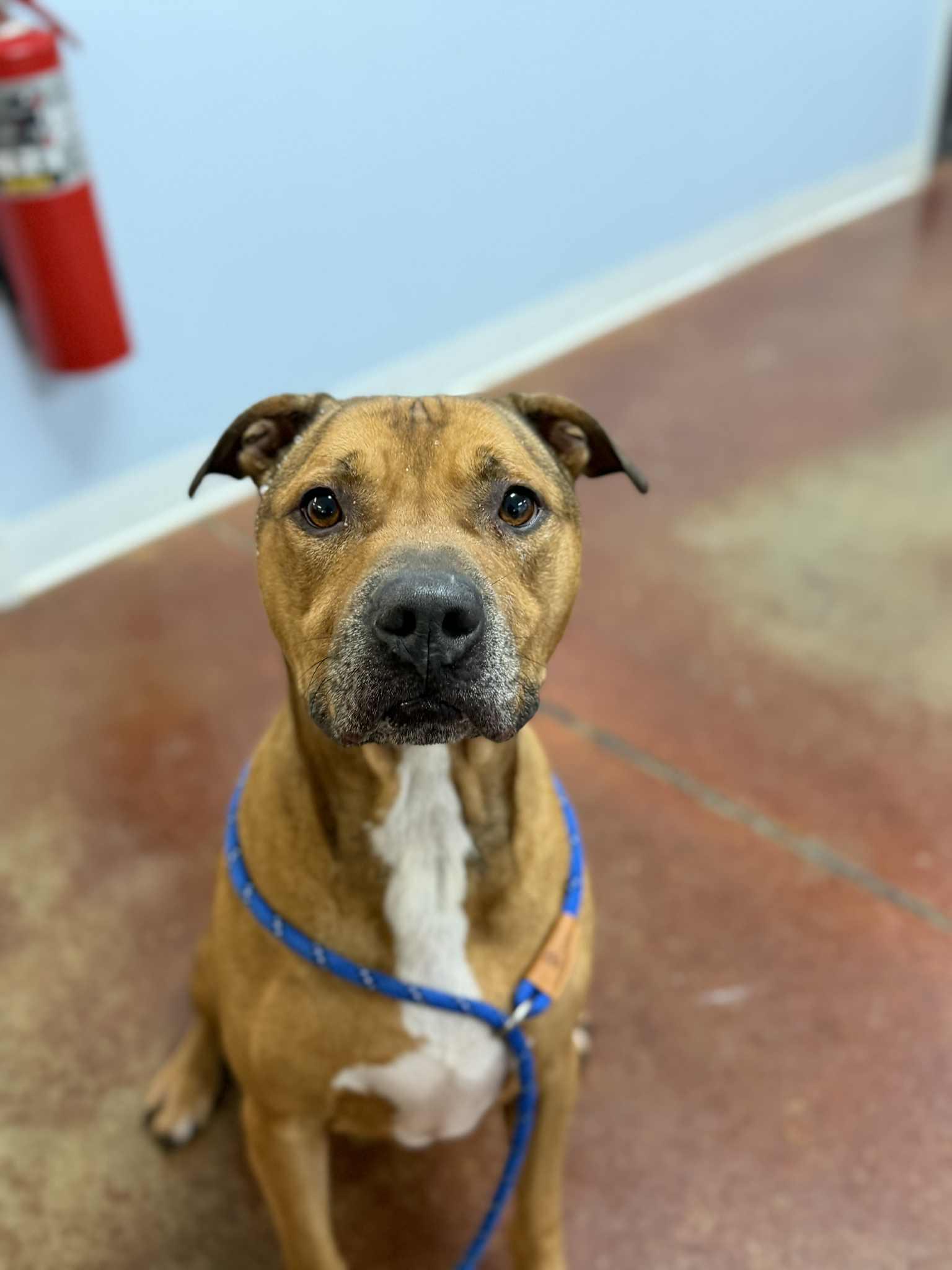 Ducky, adopted, Adult Male Pit Bull Terrier.