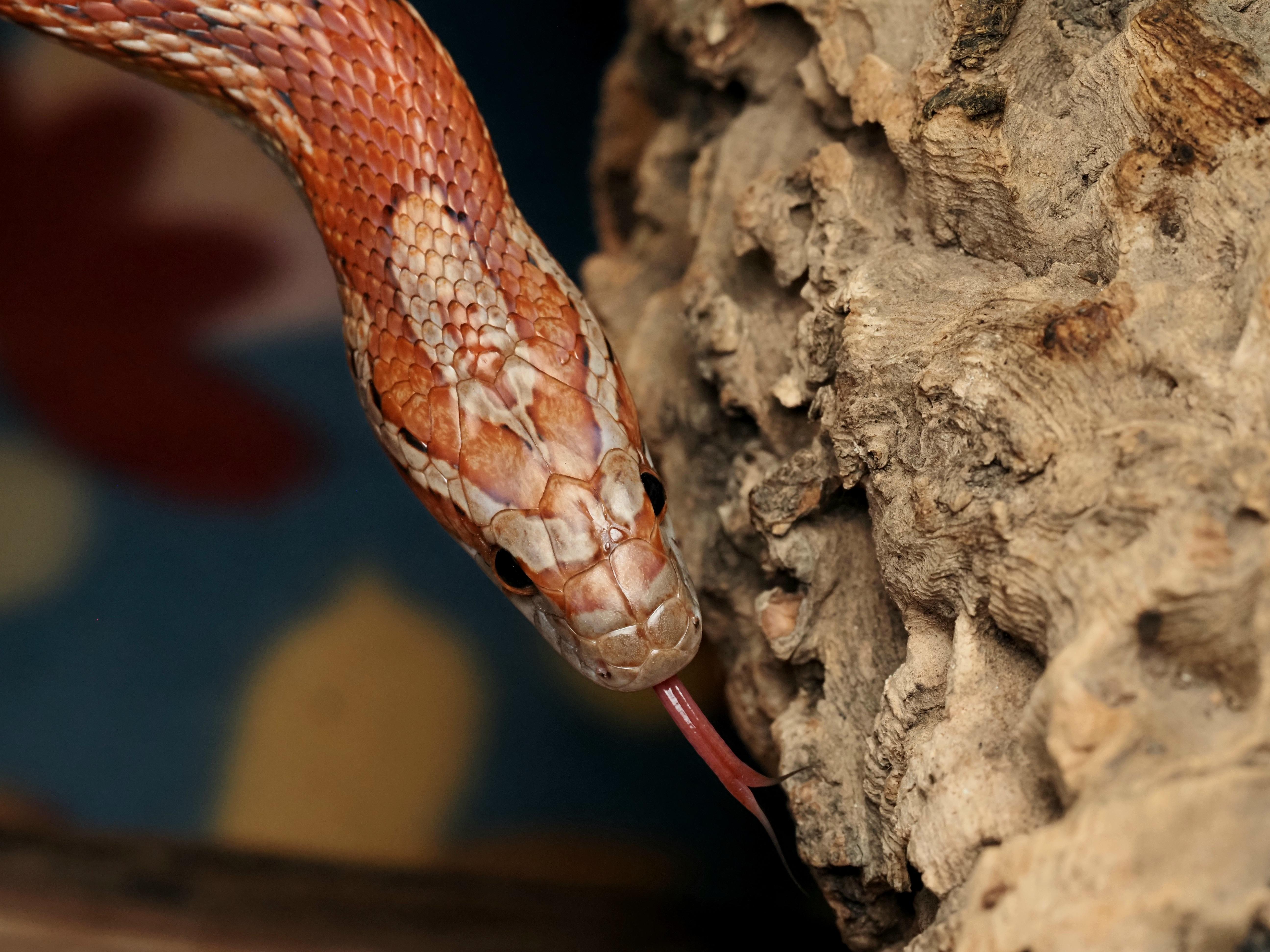 Jade - Corn Snake, a ADOPTABLE Corn / Rat in Tacoma, WA image 1/2