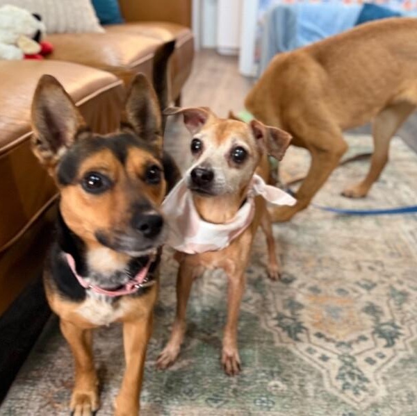 Meghan Markle the Little Royal Duchess