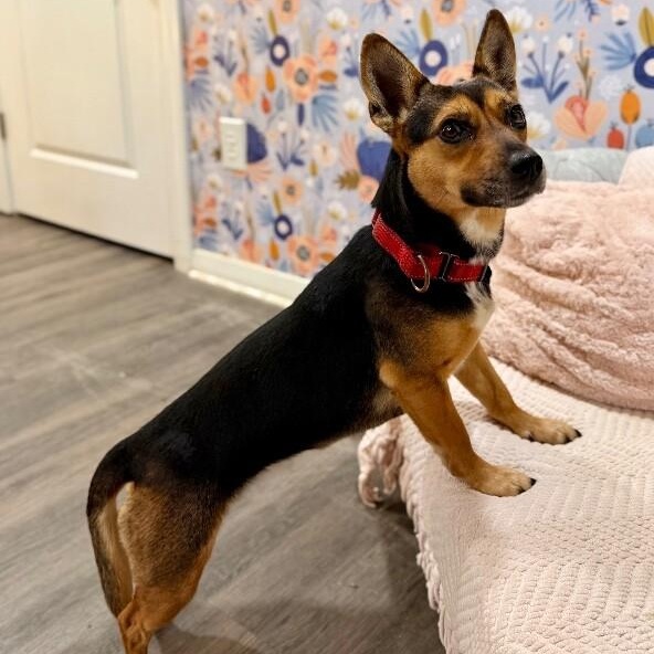 Meghan Markle the Little Royal Duchess — thumbnail 5