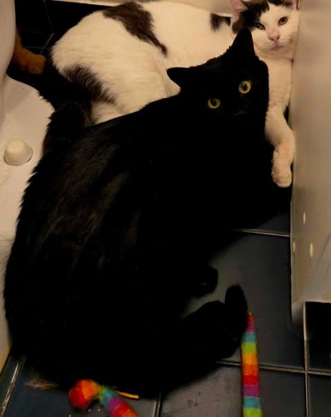 Enlarge Ludo, a Adoptable Domestic Short Hair in Montreal, QC image 4/4