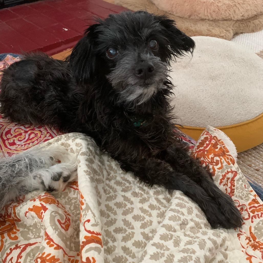 Enlarge Bonnie, a Adoptable mixed breed in Hillsborough, NC image 2/6