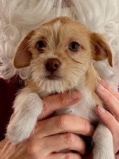 Cupid, ADOPTABLE, Puppy Male Terrier.
