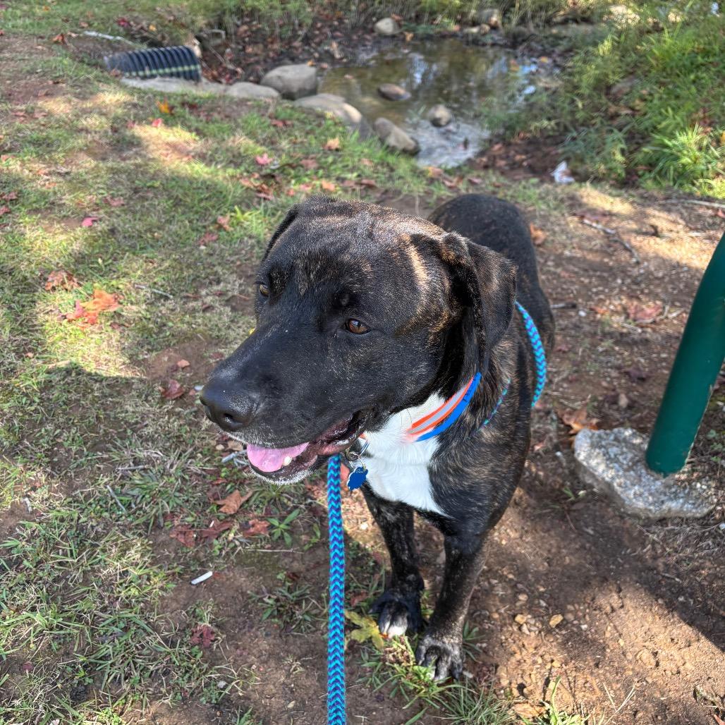 Enlarge Pachi, a Adoptable Mixed Breed in Chattanooga, TN image 1/6